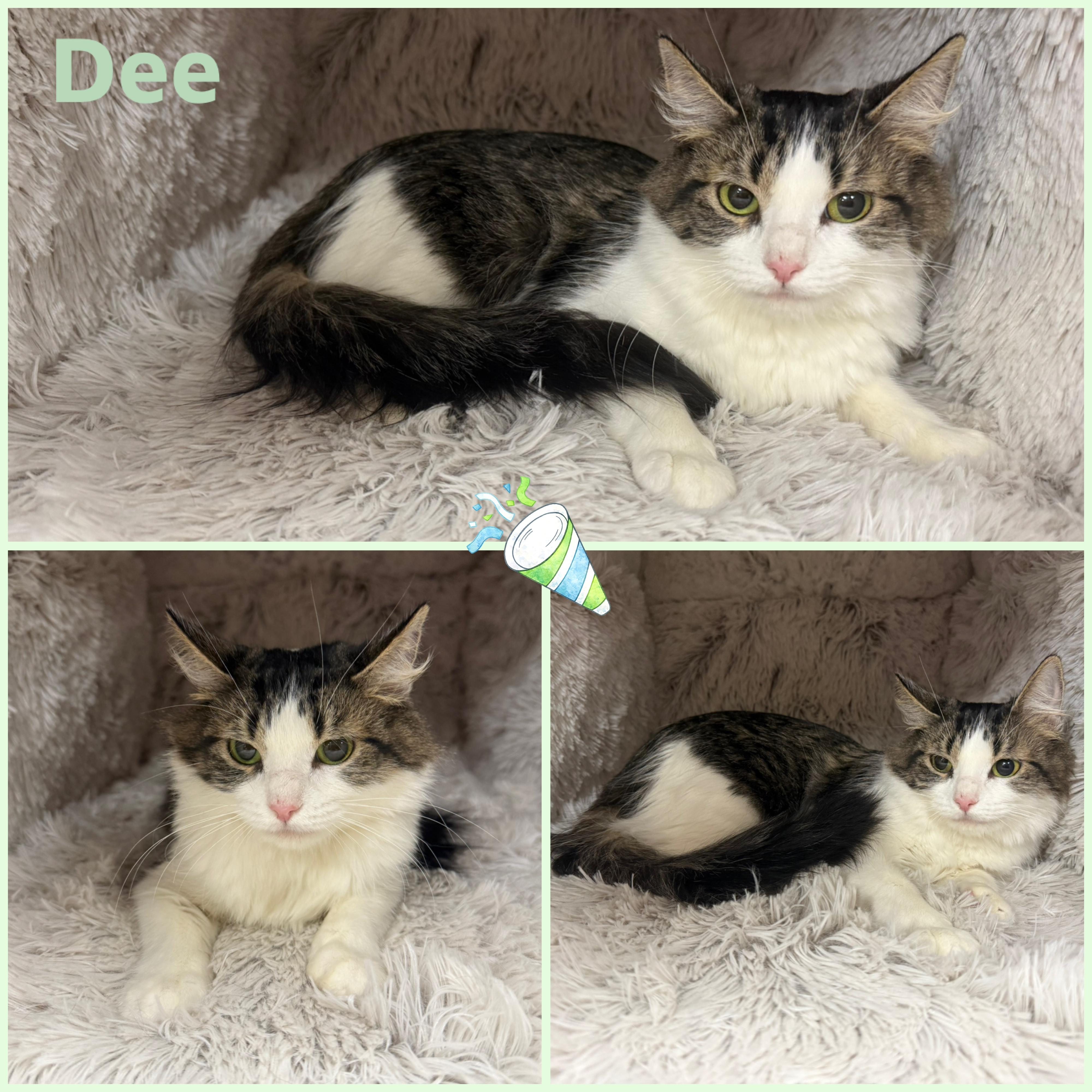 Enlarge Dee, a ADOPTABLE Domestic Medium Hair in Louisville, KY image 1/1