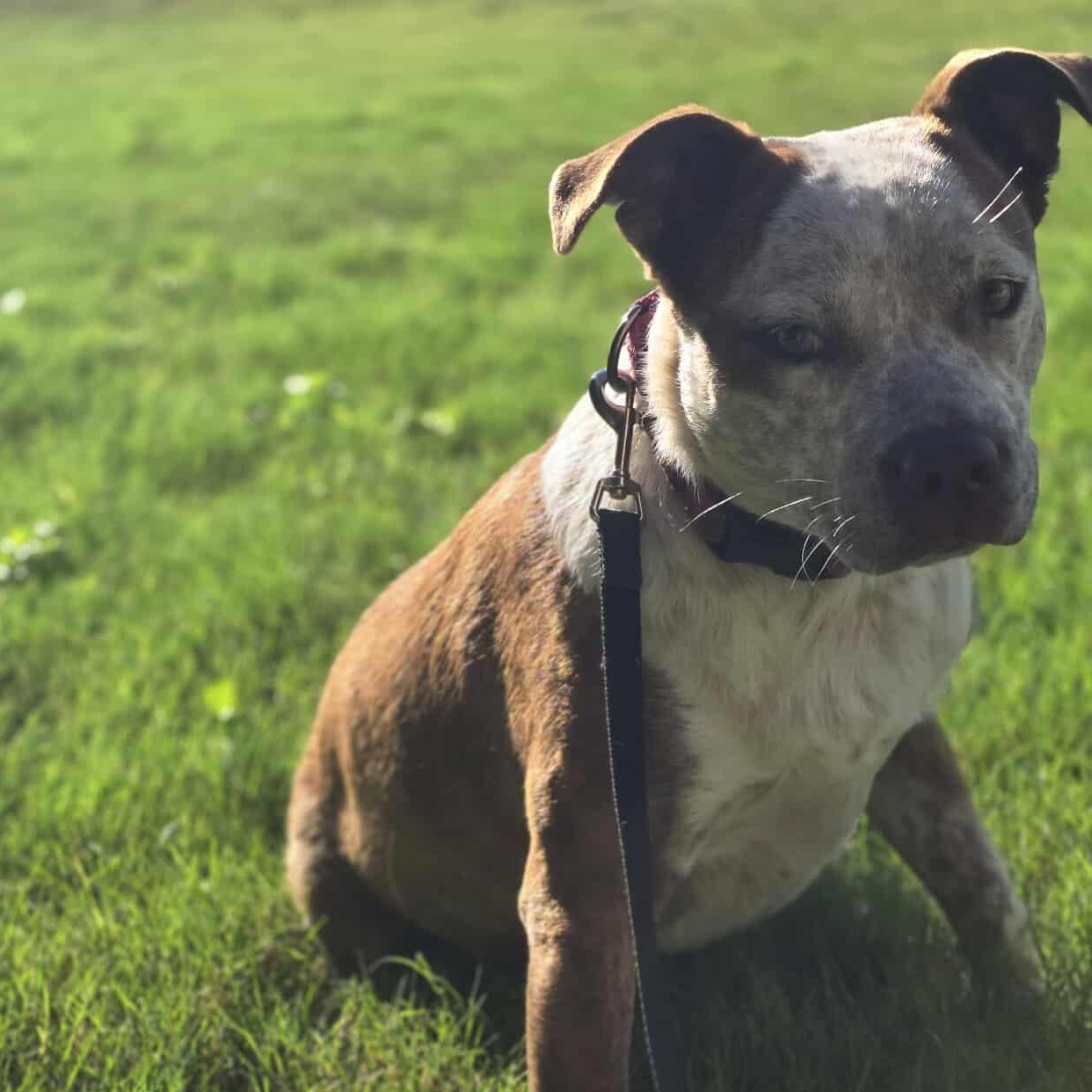 Cinnamon — thumbnail 2