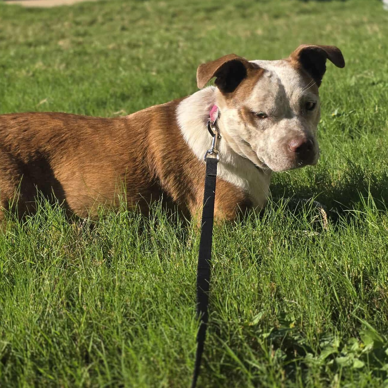 Cinnamon — thumbnail 3