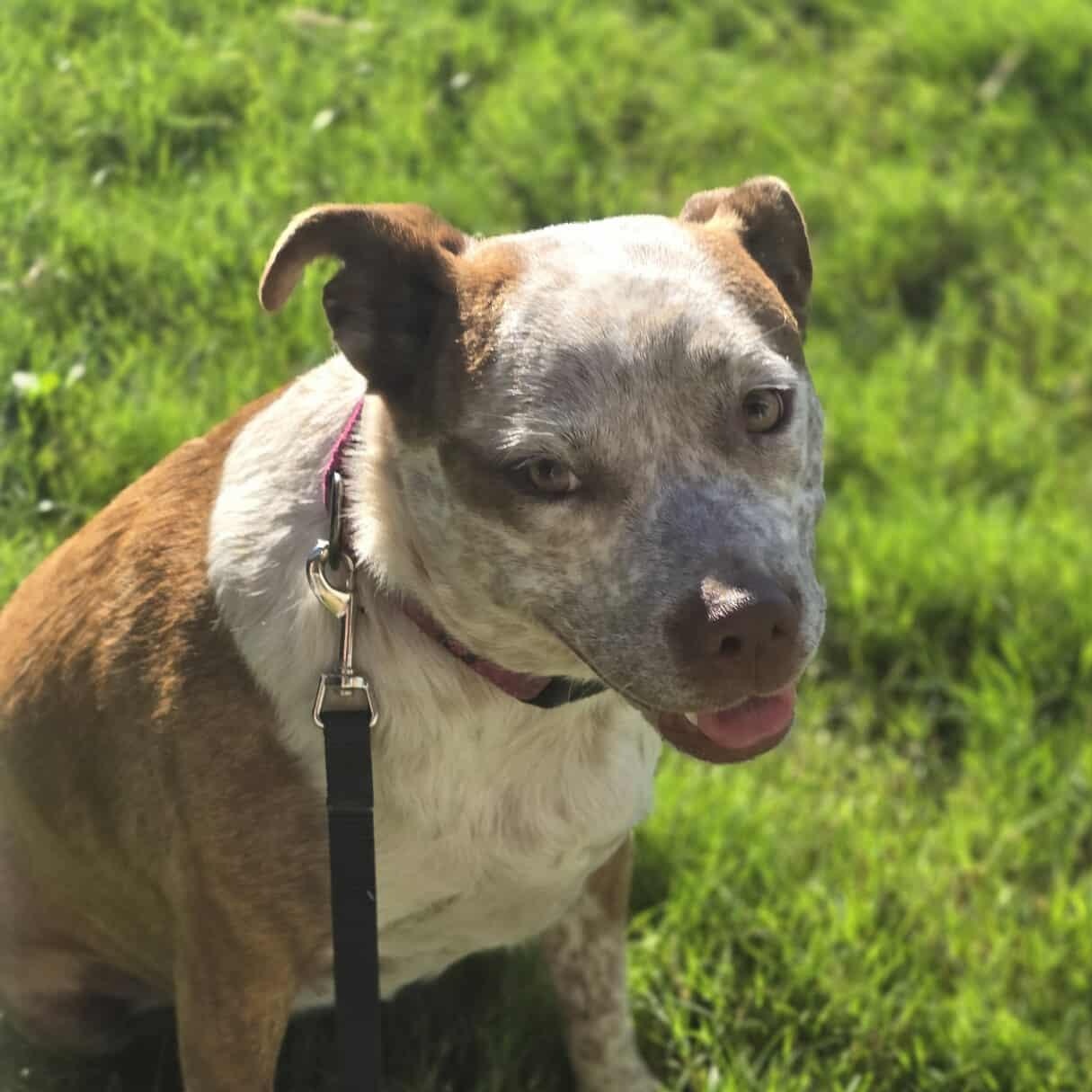 Cinnamon — thumbnail 4