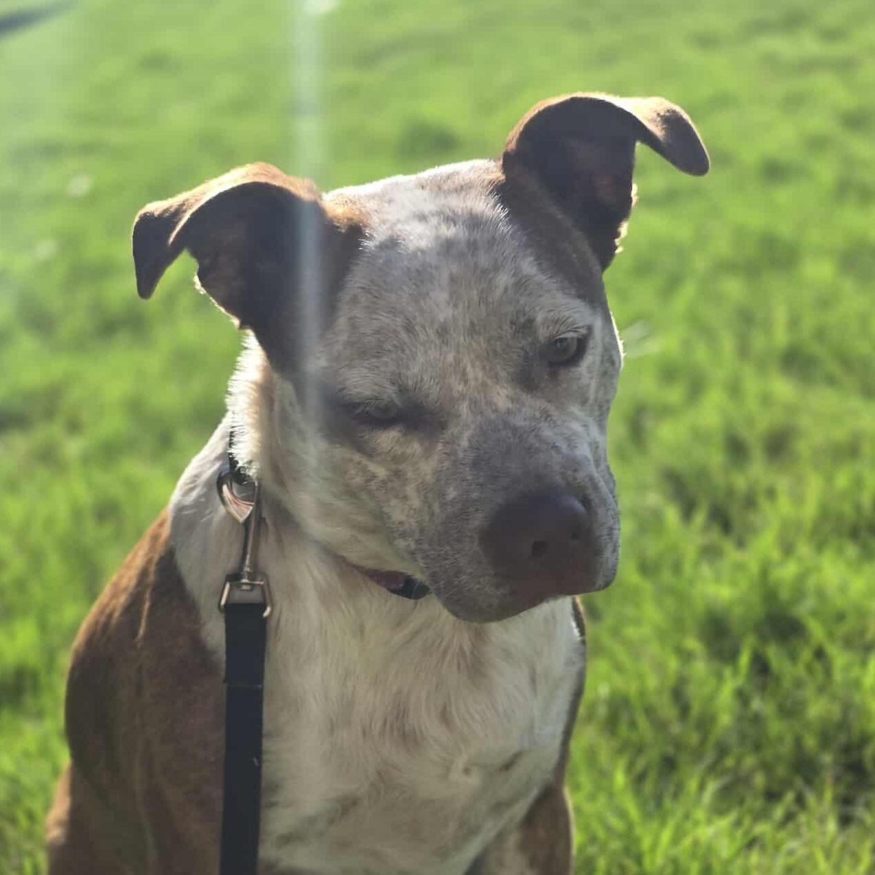 Cinnamon — thumbnail 5