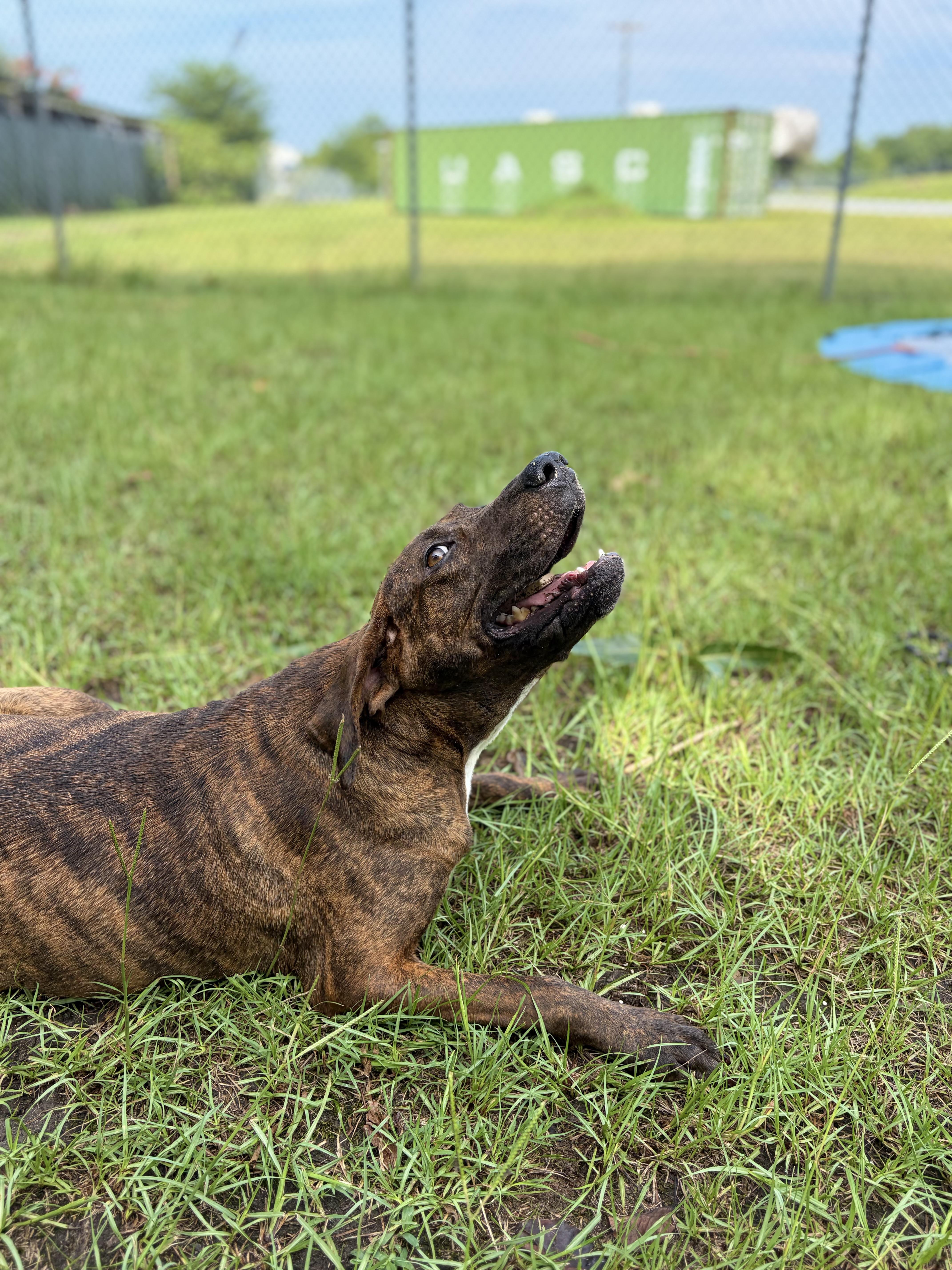 Saint Bean, a ADOPTABLE Plott Hound in Winnsboro, SC image 3/6