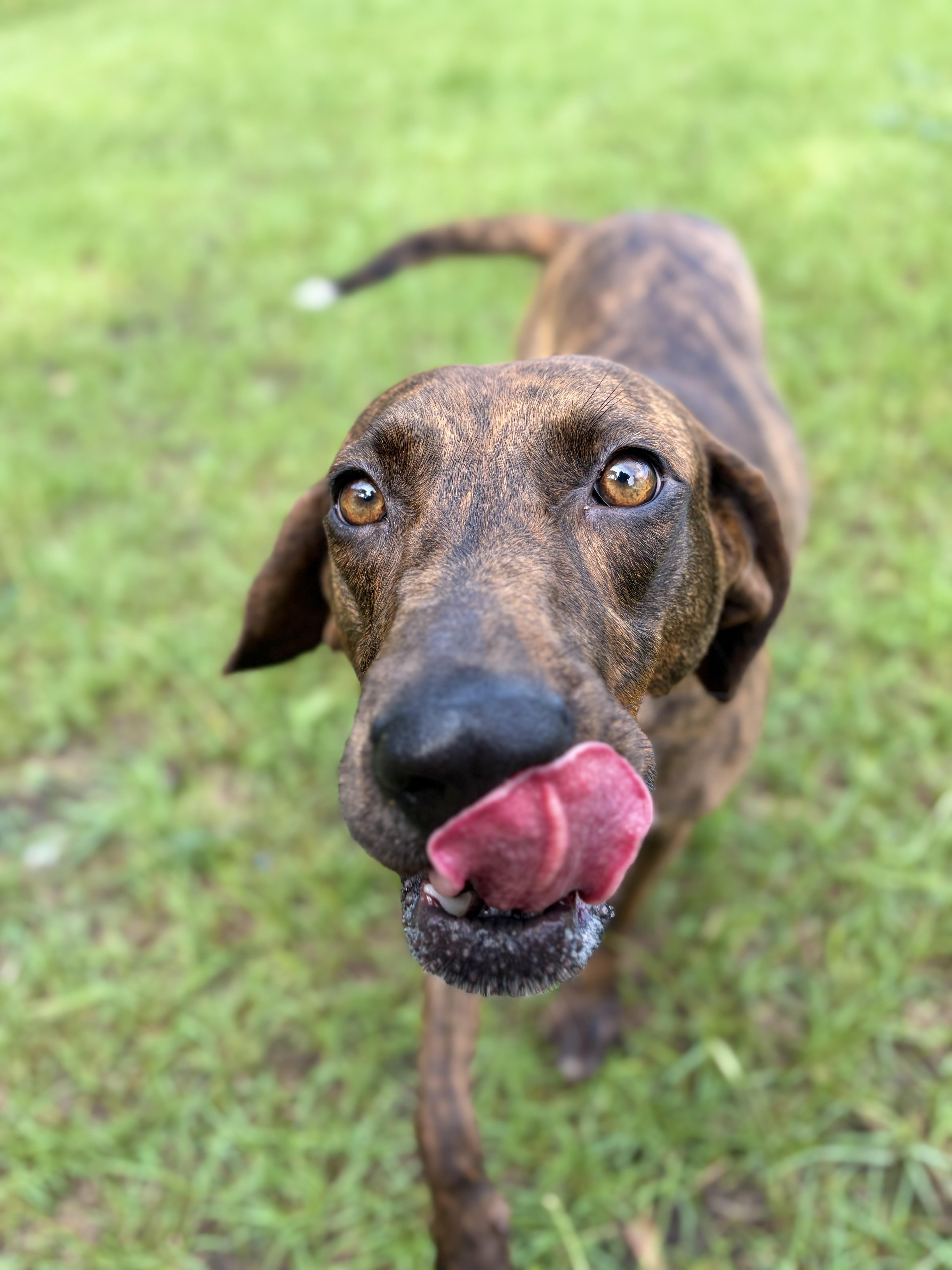 Saint Bean, ADOPTABLE, Young Female Plott Hound.