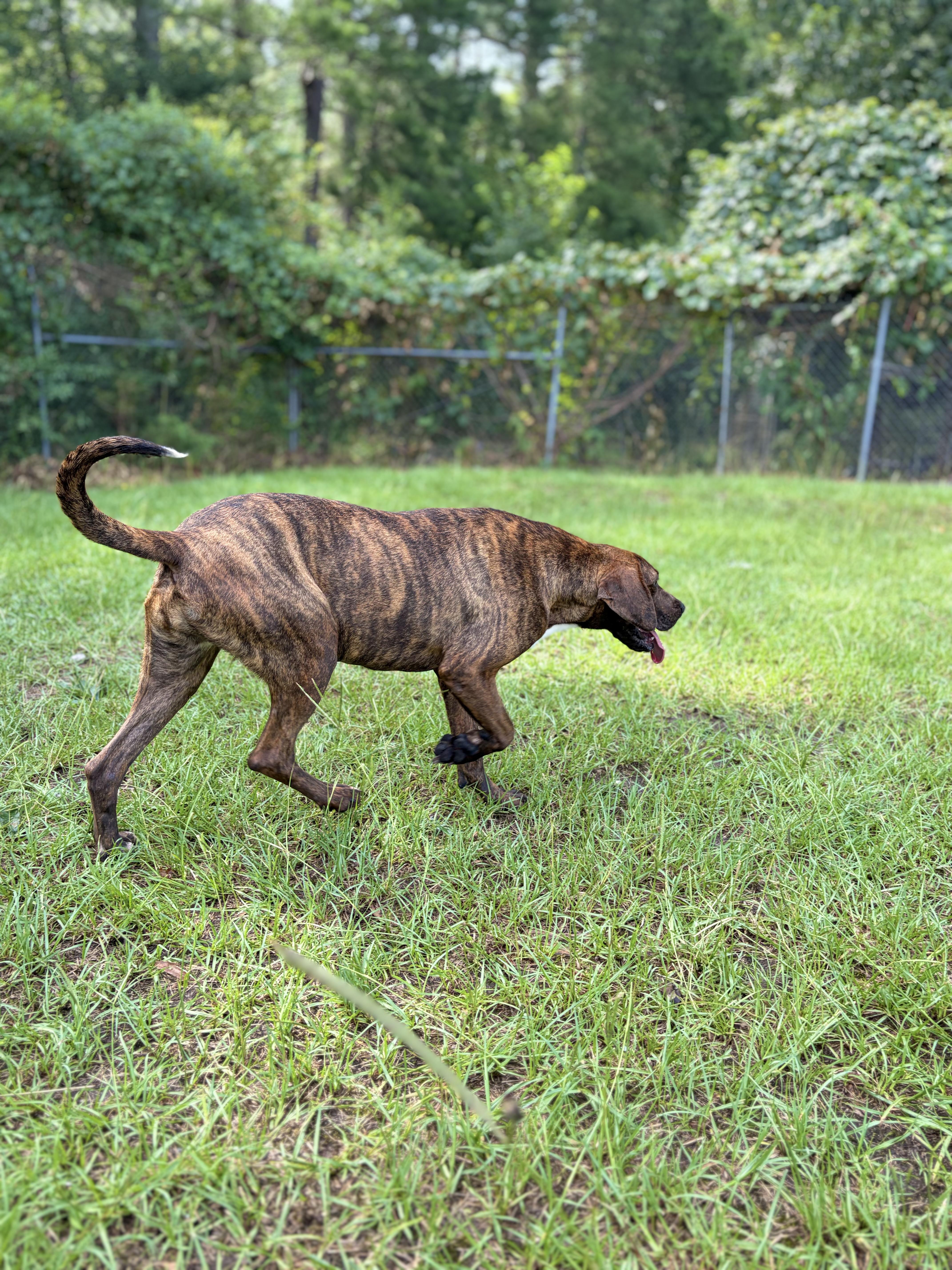 Saint Bean, a ADOPTABLE Plott Hound in Winnsboro, SC image 2/6