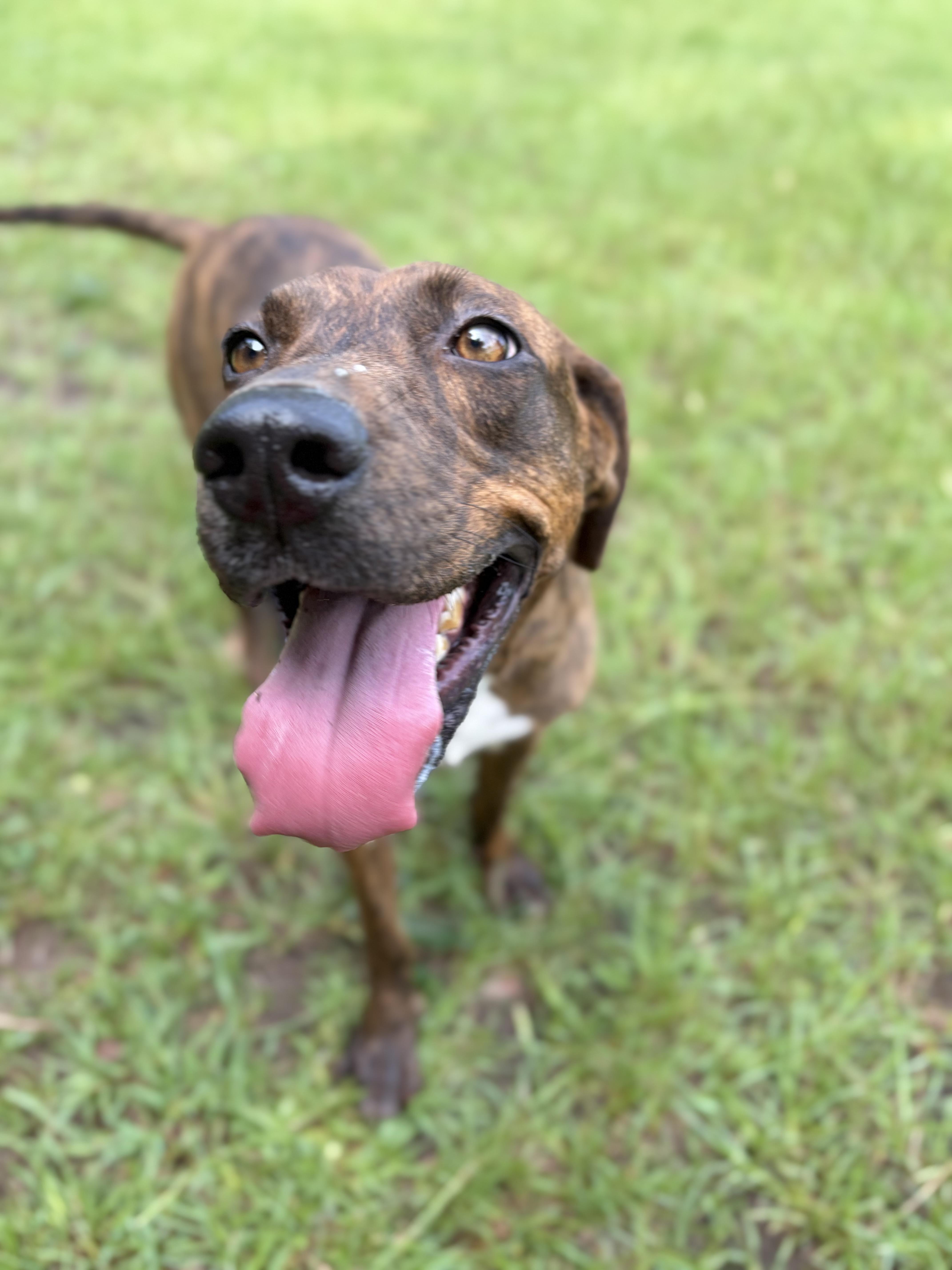 Saint Bean, a ADOPTABLE Plott Hound in Winnsboro, SC image 4/6
