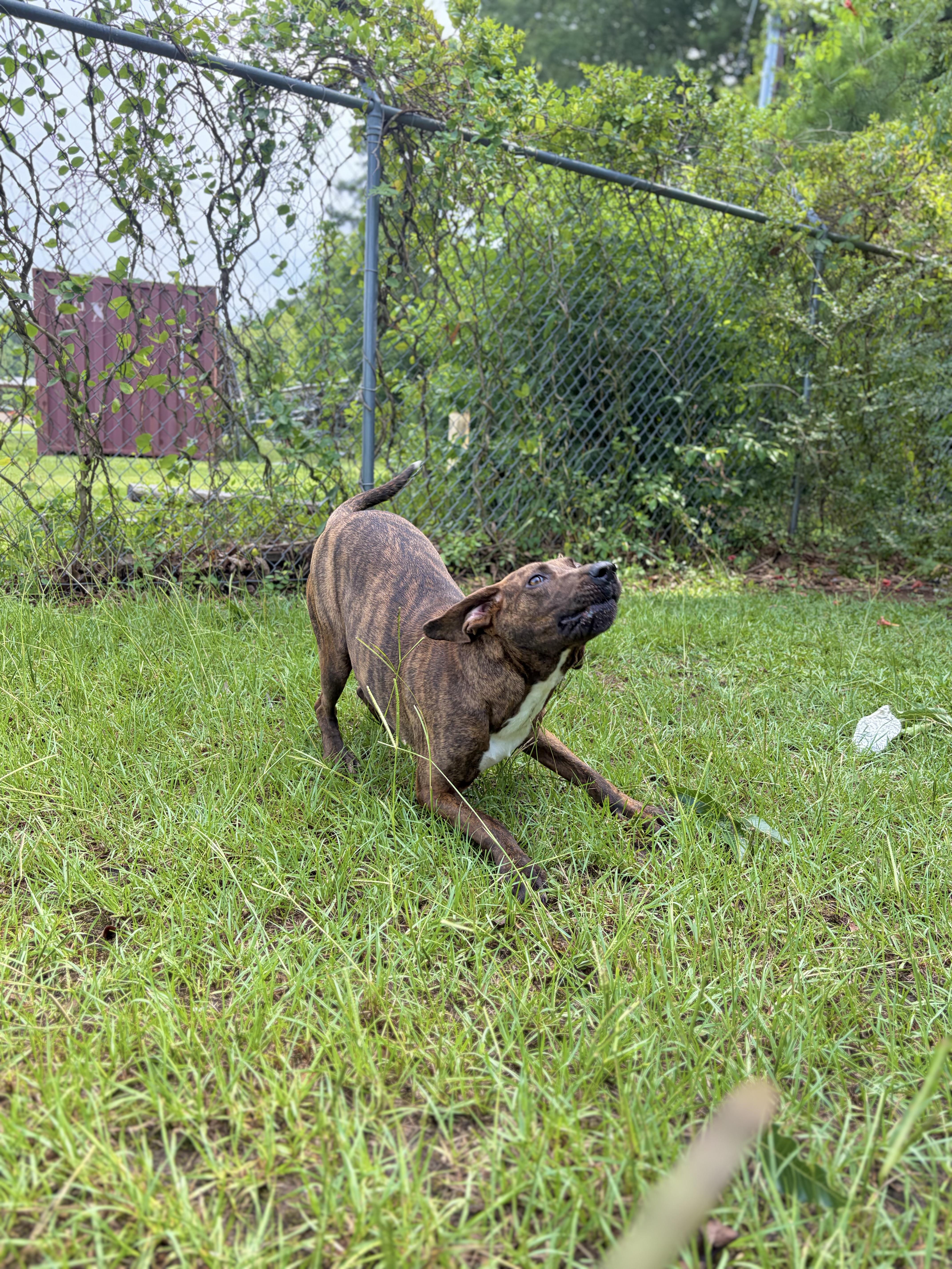 Saint Bean, a ADOPTABLE Plott Hound in Winnsboro, SC image 6/6