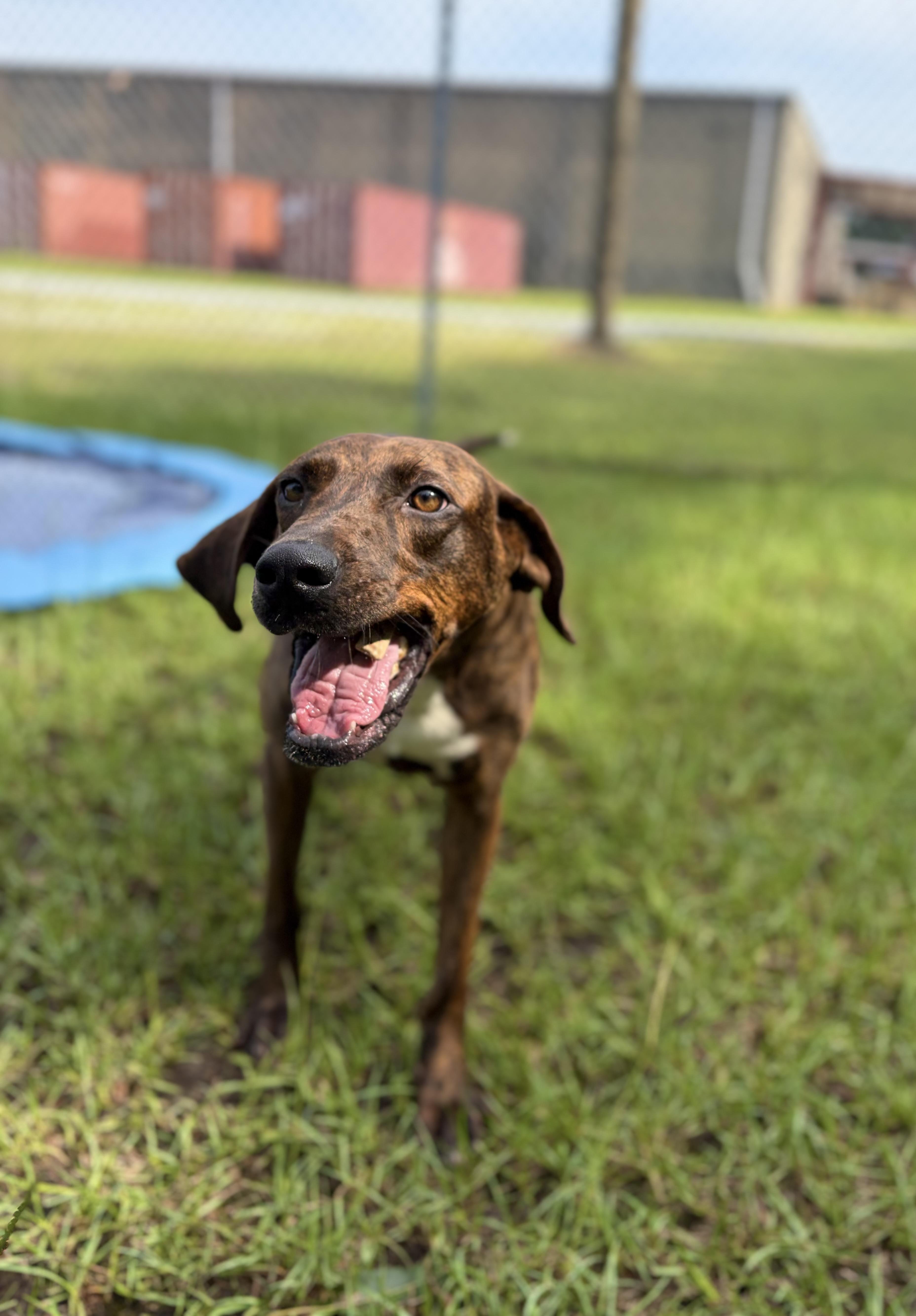 Saint Bean, a ADOPTABLE Plott Hound in Winnsboro, SC image 5/6