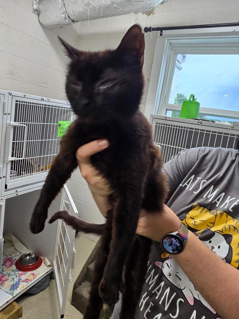 Ivy, Adoptable, Young Female Domestic Short Hair.