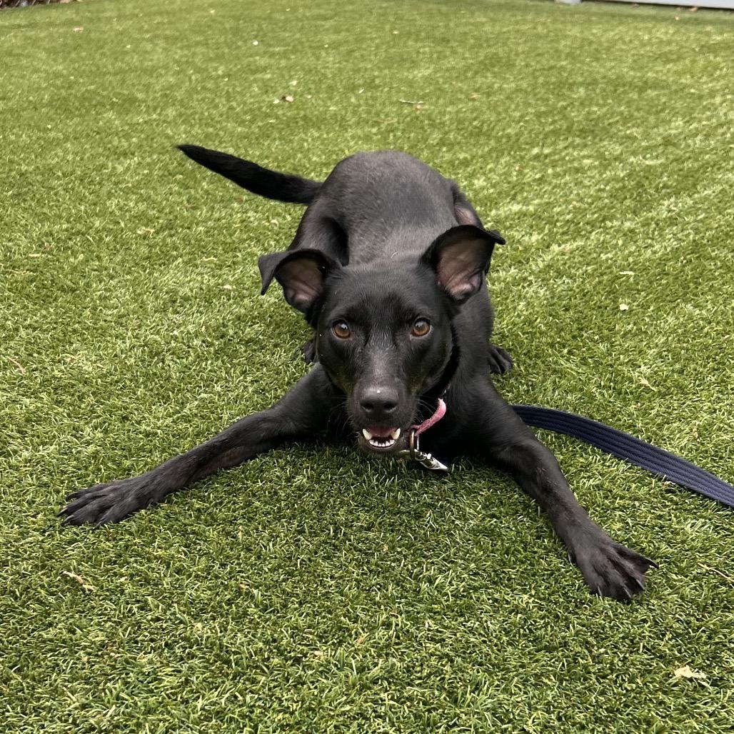 Pepper, Adoptable, Adult Female Miniature Pinscher & Italian Greyhound.