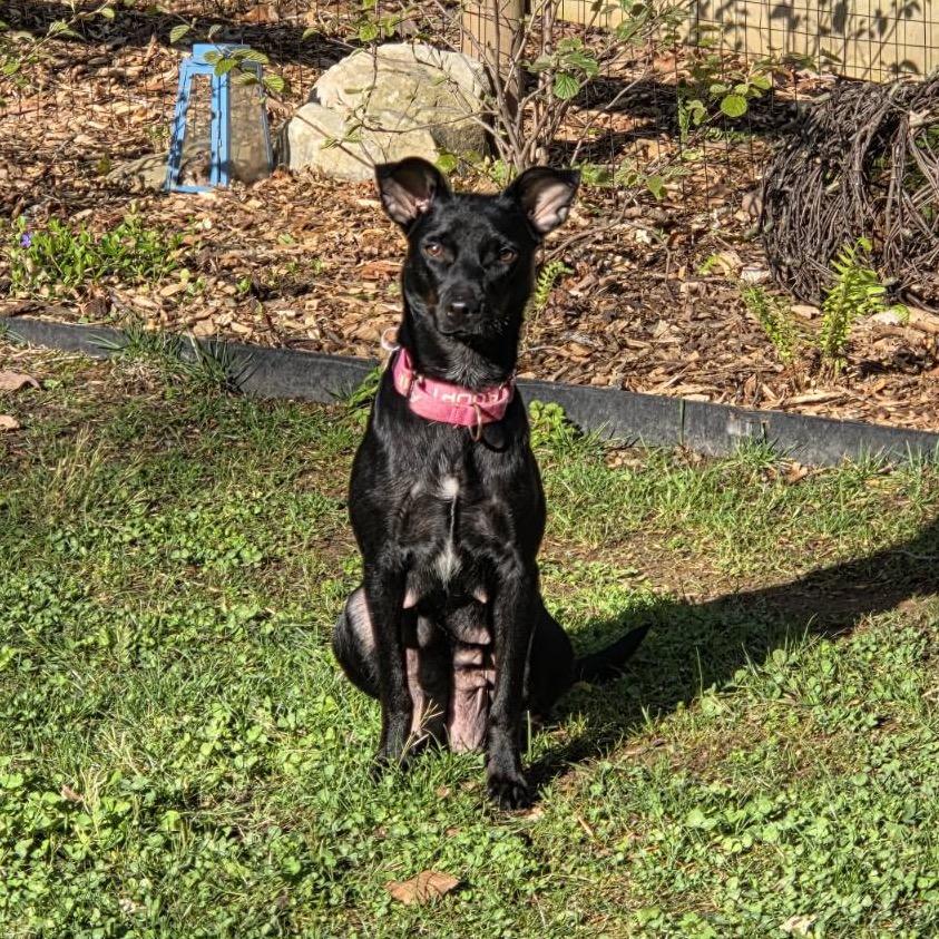 Enlarge Pepper, a Adoptable mixed breed in Troy, VA image 2/6