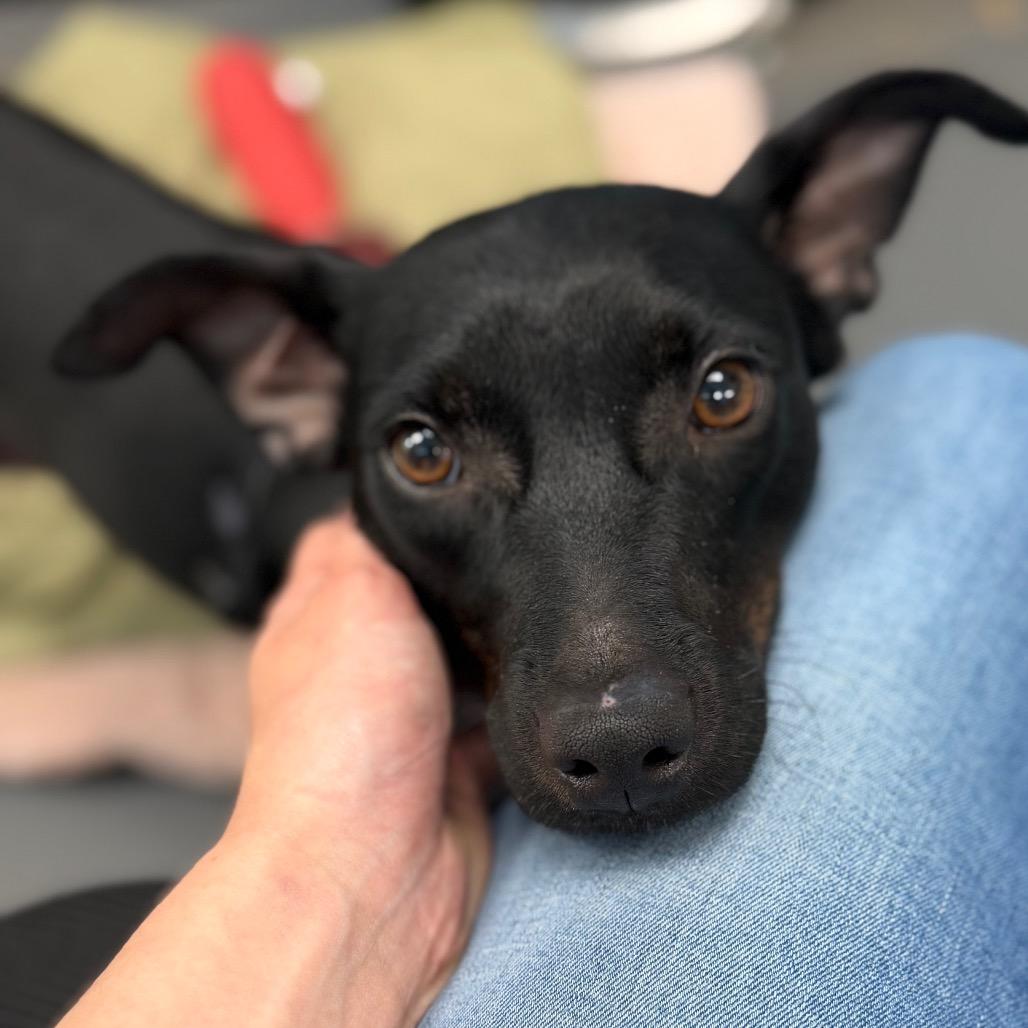 Enlarge Pepper, a Adoptable mixed breed in Troy, VA image 4/6