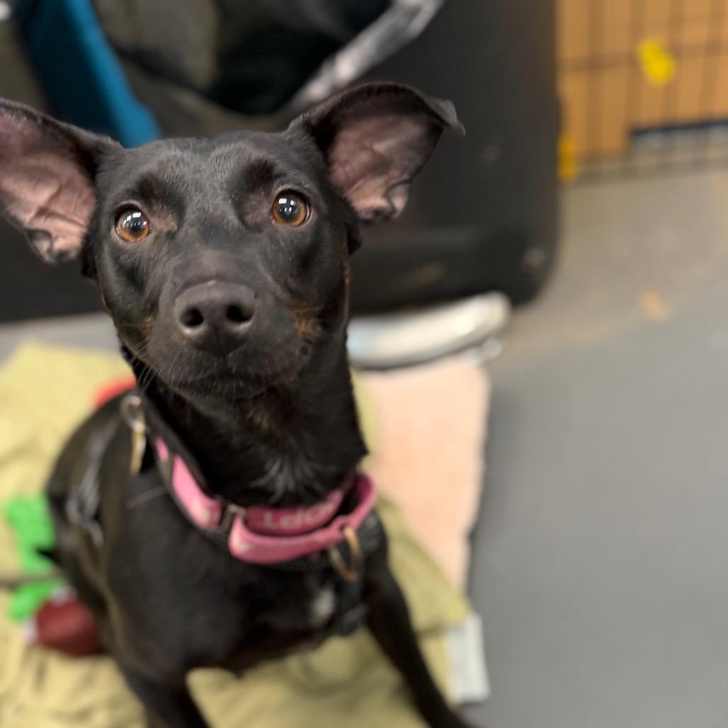 Enlarge Pepper, a Adoptable mixed breed in Troy, VA image 5/6