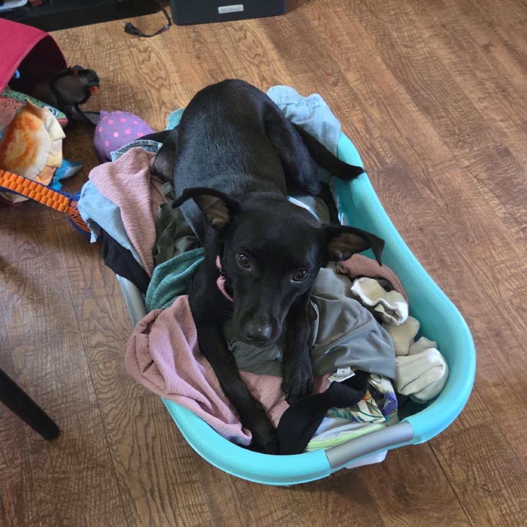 Enlarge Pepper, a Adoptable mixed breed in Troy, VA image 6/6