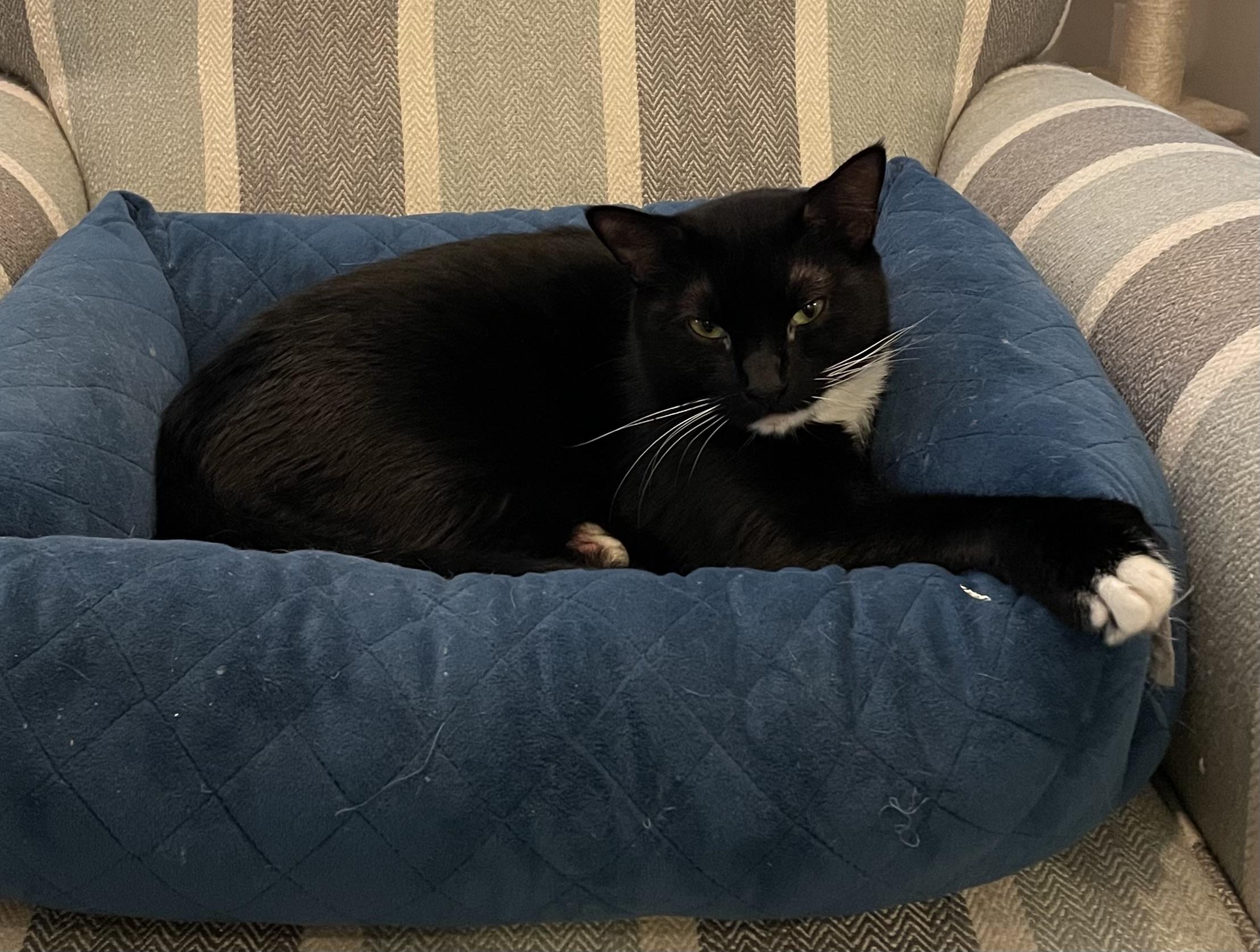 Enlarge Jeffrey Dean "JD", a Adoptable Domestic Short Hair in St Petersburg, FL image 1/5