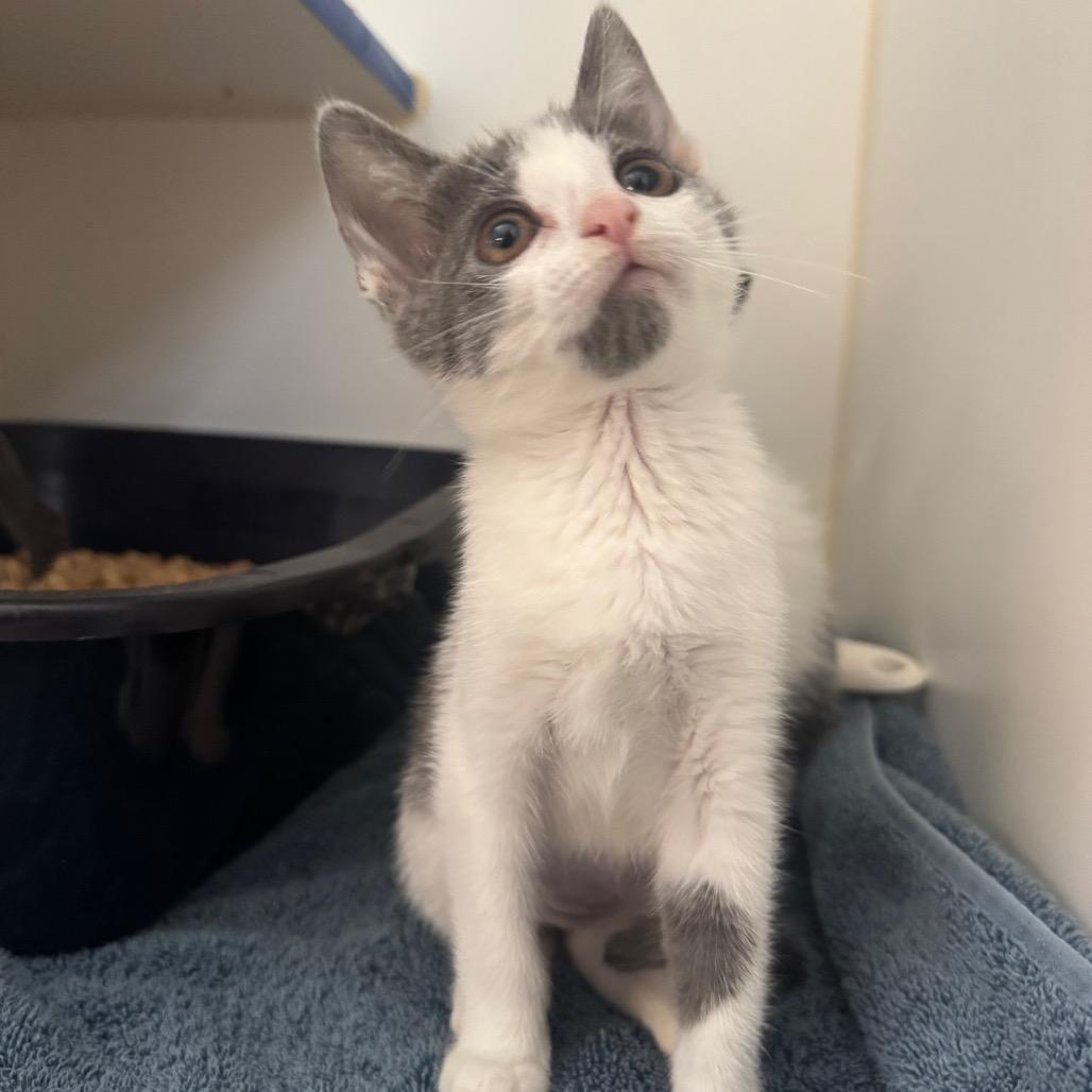 Enlarge Trinity, a Adoptable Domestic Short Hair in Buellton, CA image 1/3