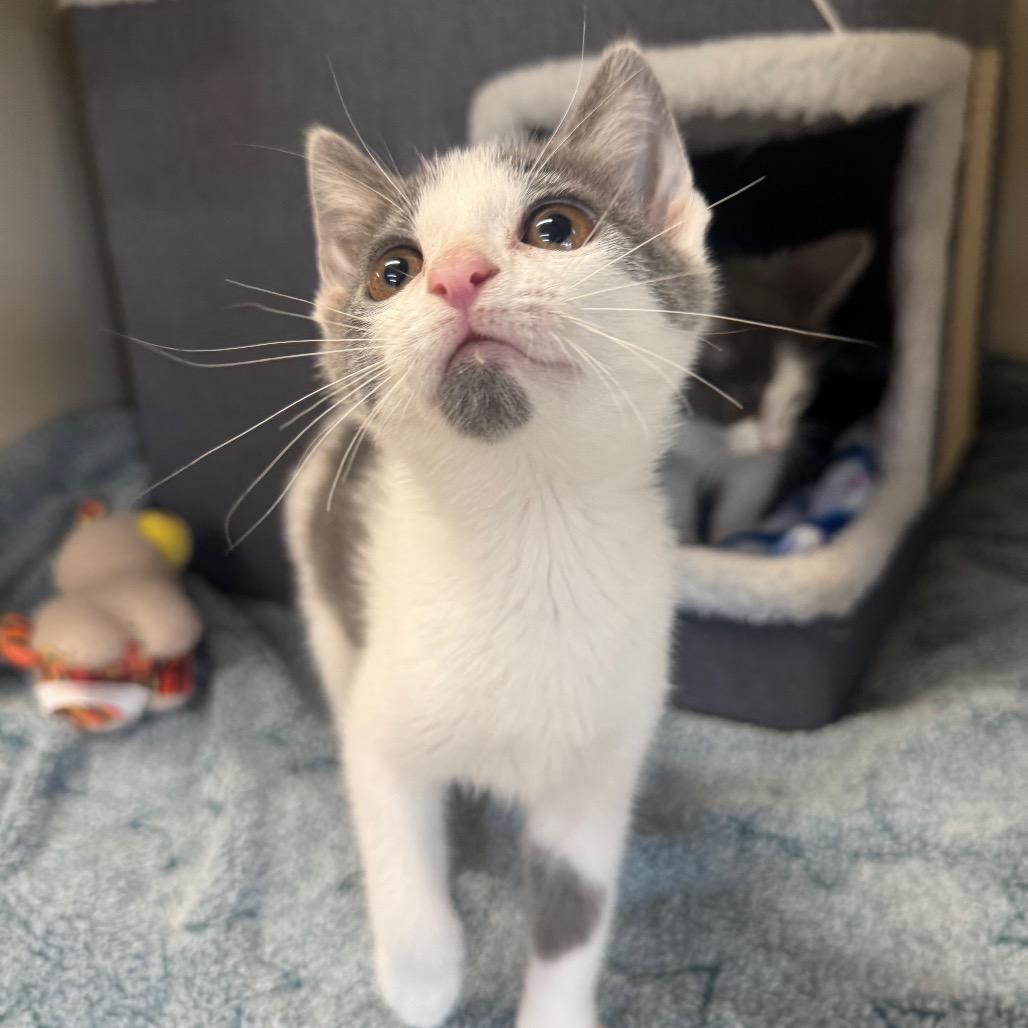 Enlarge Trinity, a Adoptable Domestic Short Hair in Buellton, CA image 2/3