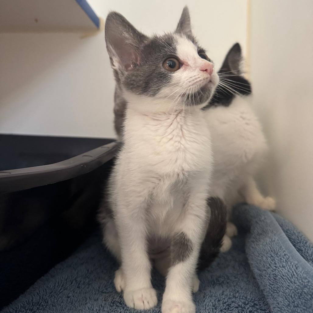 Enlarge Trinity, a Adoptable Domestic Short Hair in Buellton, CA image 3/3