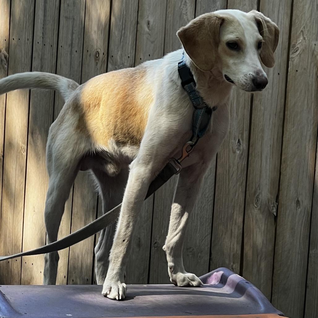 Larson, Adoptable, Adult Male Mixed Breed.