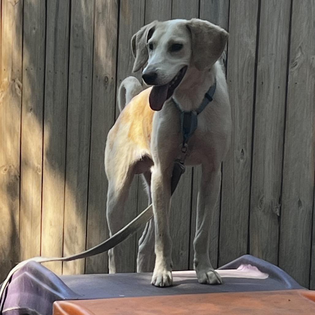 Enlarge Larson, a Adoptable Mixed Breed in Summerville, SC image 2/2
