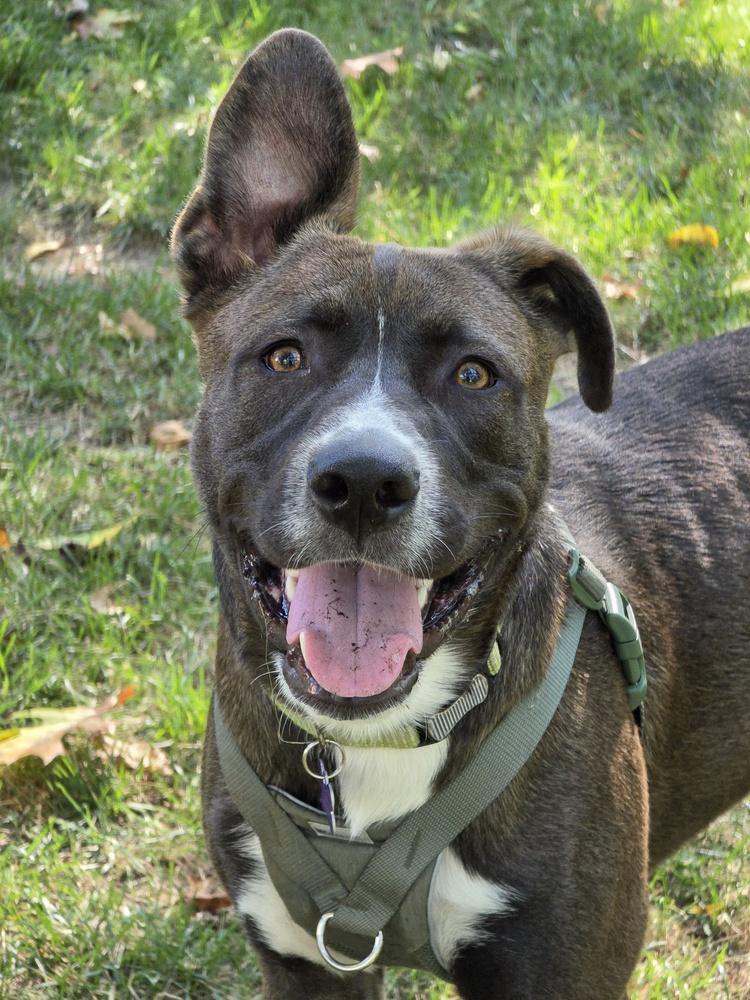 Enlarge Toasted Smores, a Adoptable mixed breed in Waunakee, WI image 1/6