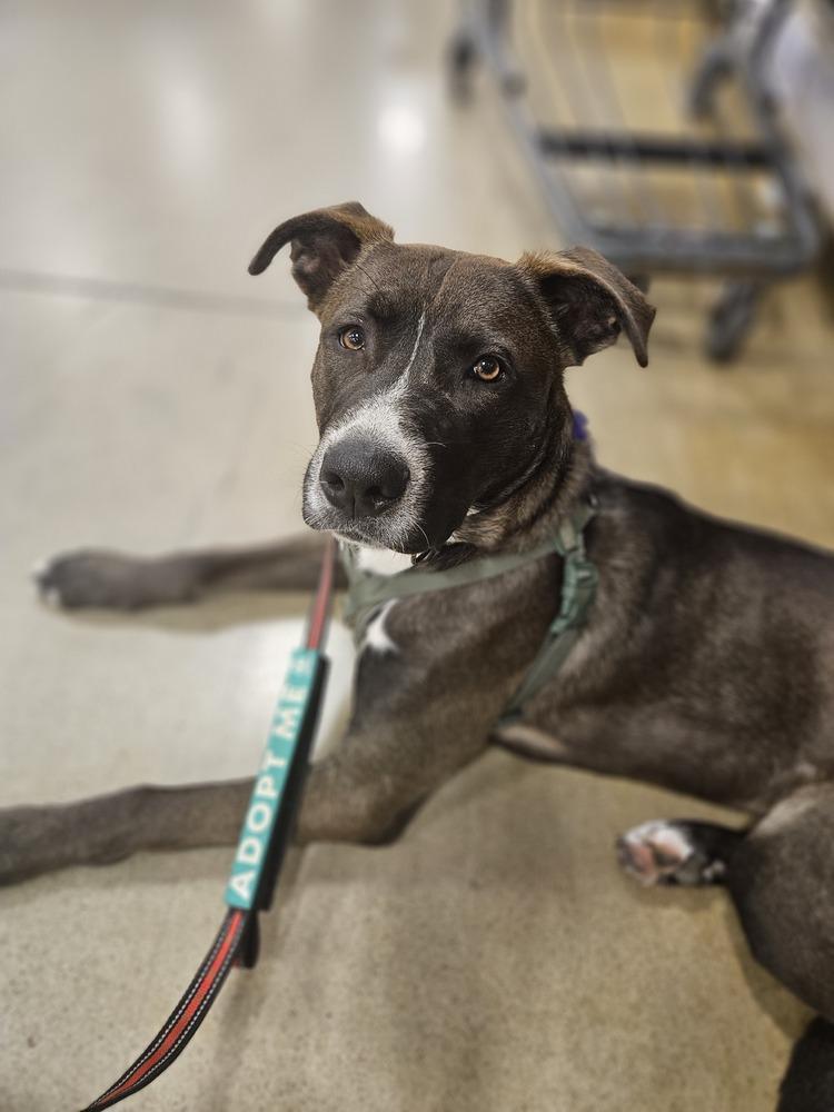 Enlarge Toasted Smores, a Adoptable mixed breed in Waunakee, WI image 2/6