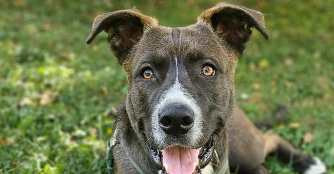 Enlarge Toasted Smores, a Adoptable mixed breed in Waunakee, WI image 3/6
