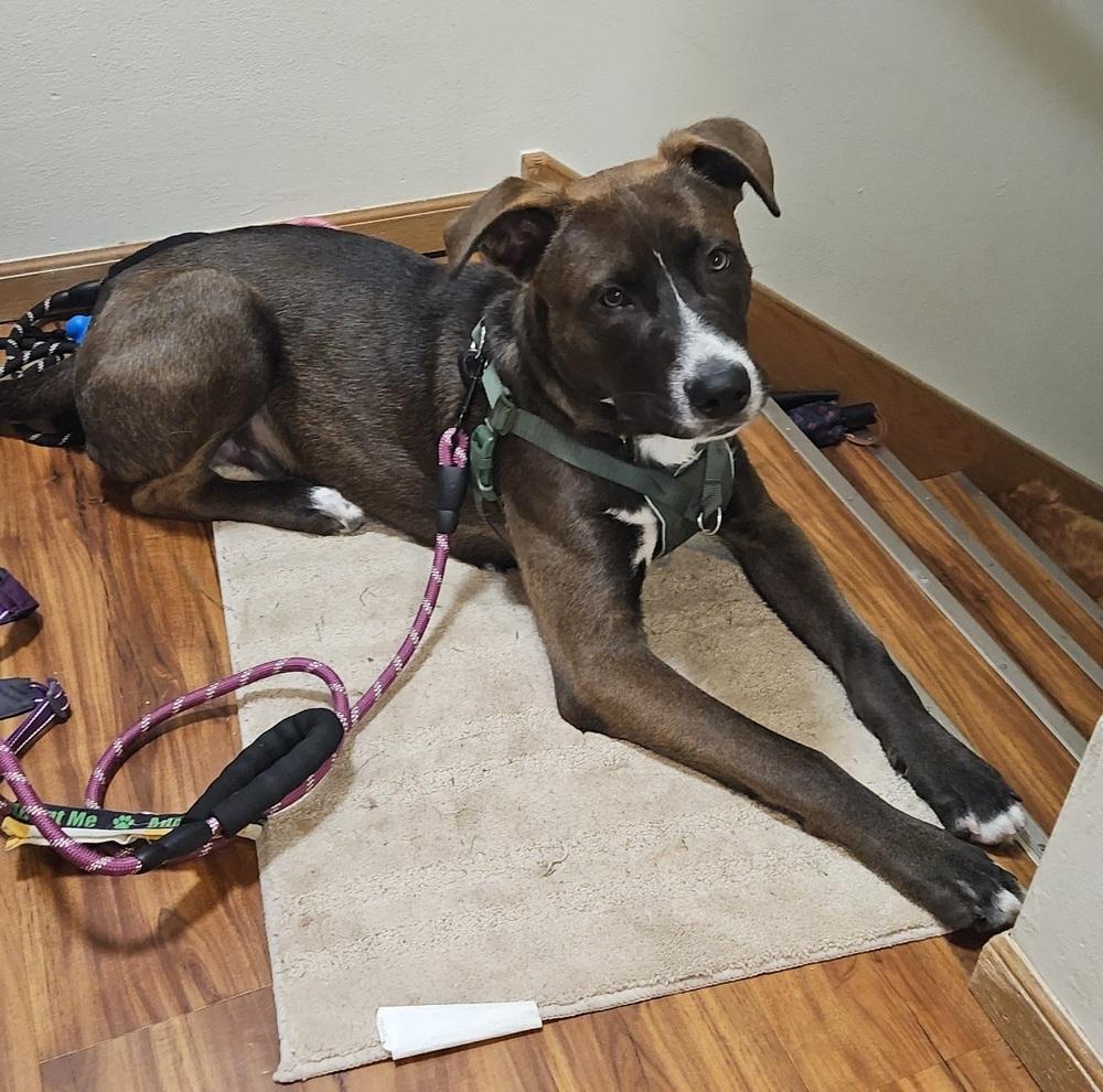 Enlarge Toasted Smores, a Adoptable mixed breed in Waunakee, WI image 4/6