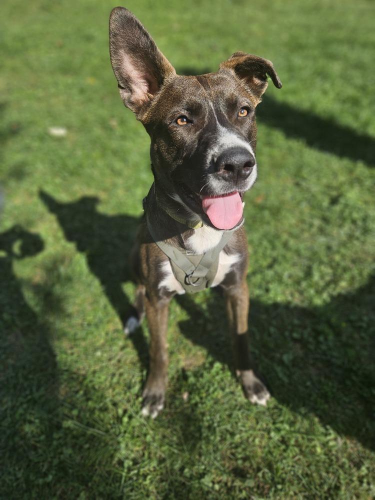 Enlarge Toasted Smores, a Adoptable mixed breed in Waunakee, WI image 5/6