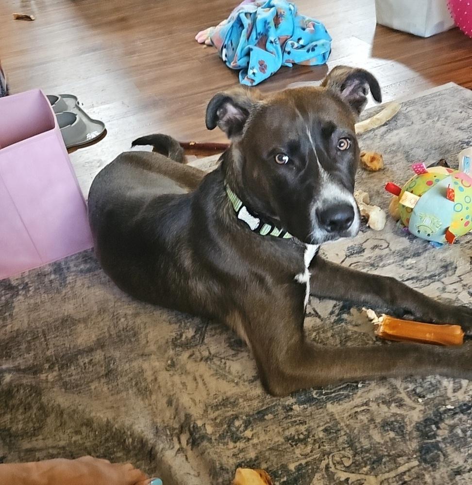 Enlarge Toasted Smores, a Adoptable mixed breed in Waunakee, WI image 6/6