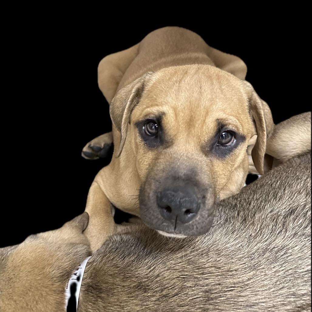 Enlarge Samoa, a Adoptable Mixed Breed in Dallas, TX image 1/1