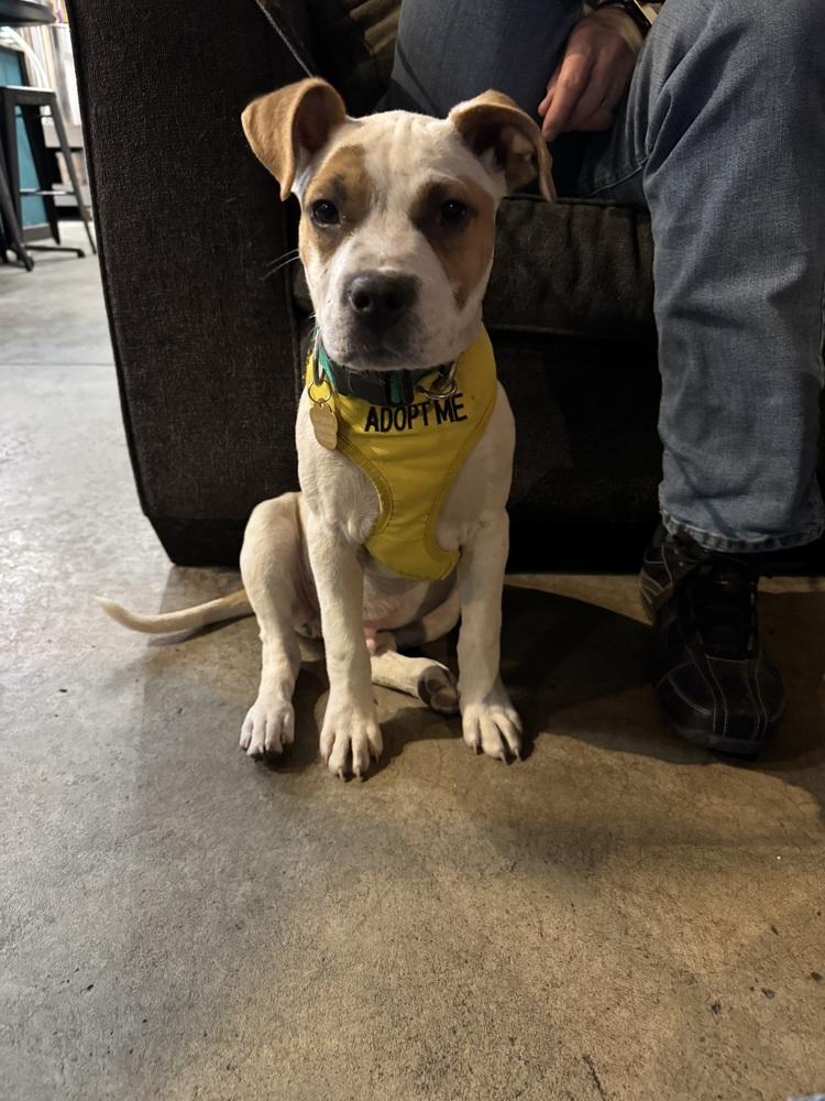 Goose, Adoptable, Puppy Male Pit Bull Terrier & Boxer.