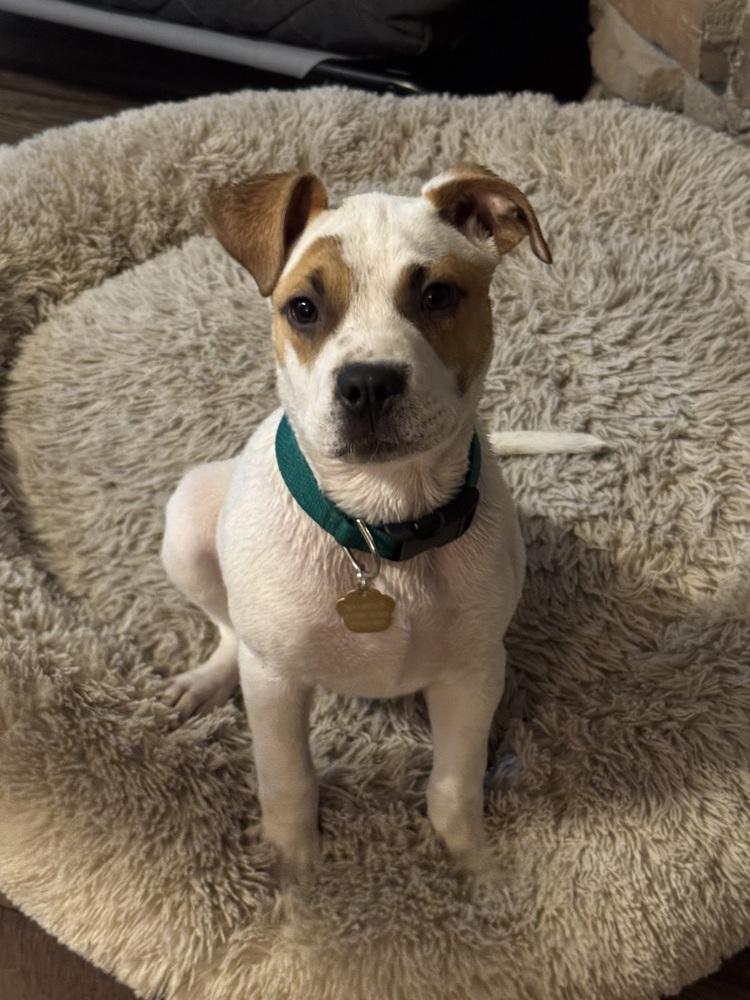 Enlarge Goose, a Adoptable mixed breed in Lafayette, CO image 3/6