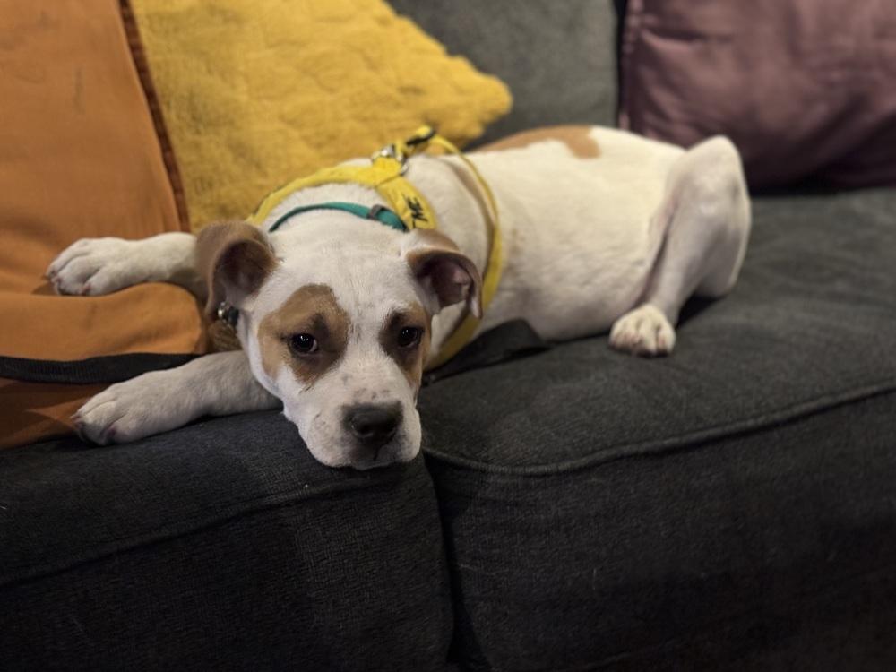 Enlarge Goose, a Adoptable mixed breed in Lafayette, CO image 4/6