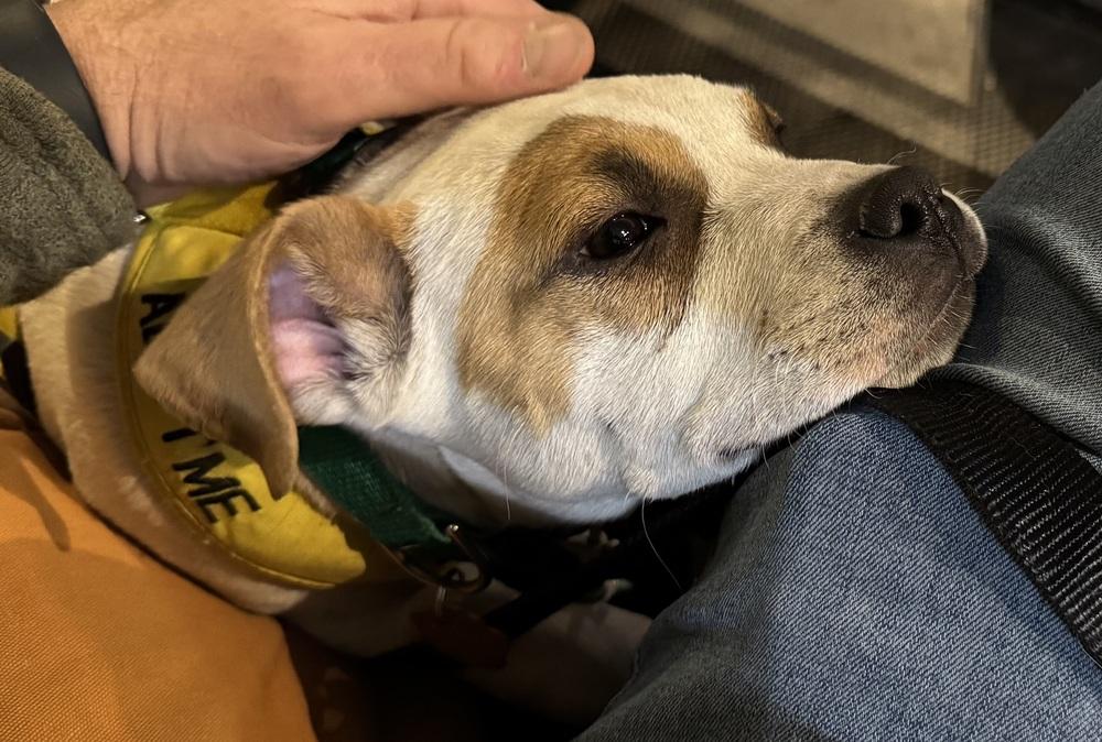 Enlarge Goose, a Adoptable mixed breed in Lafayette, CO image 5/6