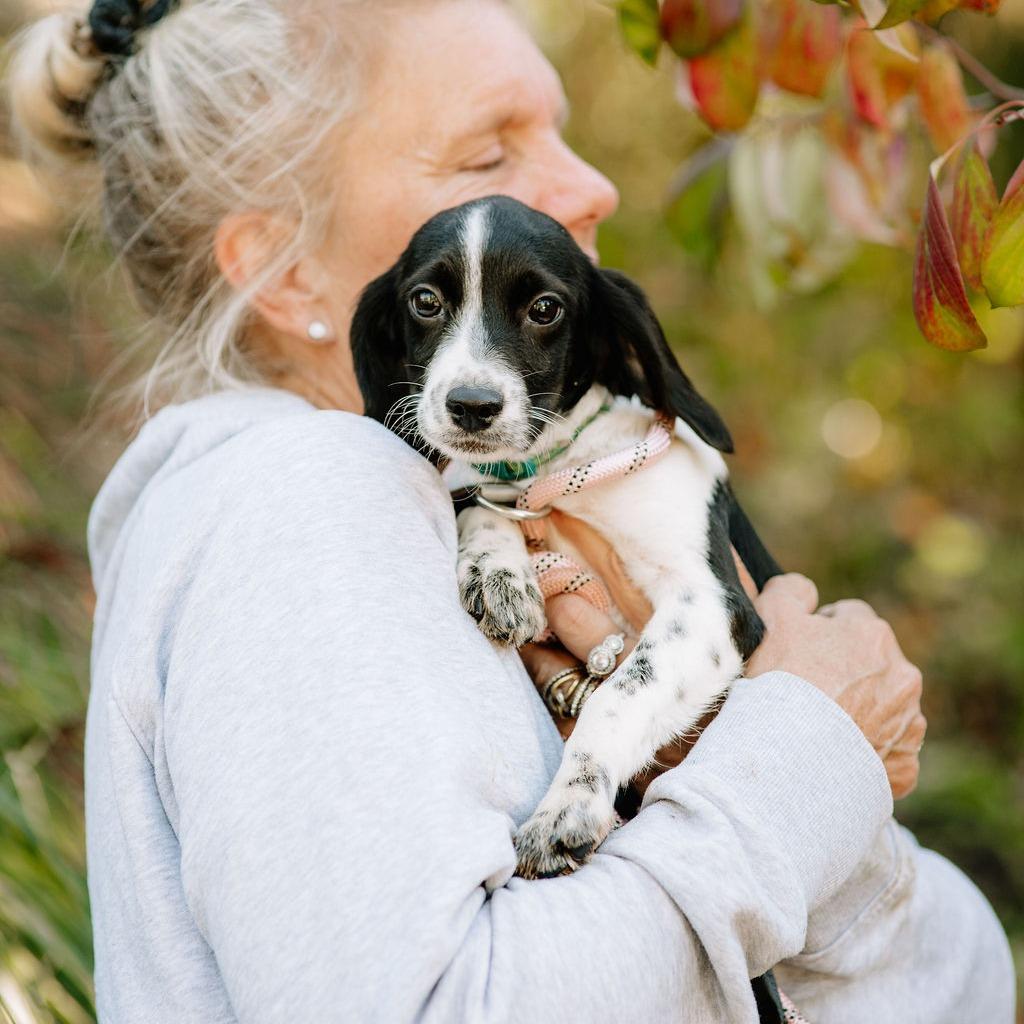 Enlarge Delta, a Adoptable mixed breed in Chester Springs, PA image 1/3