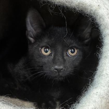 Gigi $50, a Adoptable mixed breed in Seneca, SC image 1/3