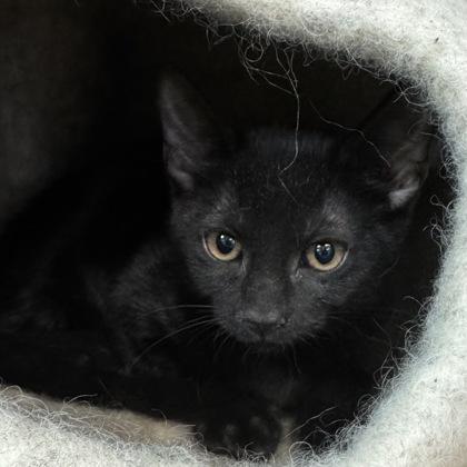 Gigi $50, a Adoptable mixed breed in Seneca, SC image 2/3