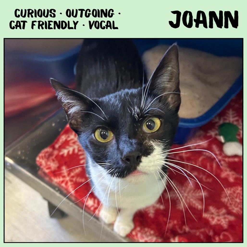 Enlarge Joann, a Adoptable Domestic Short Hair in Emporia, KS image 1/5