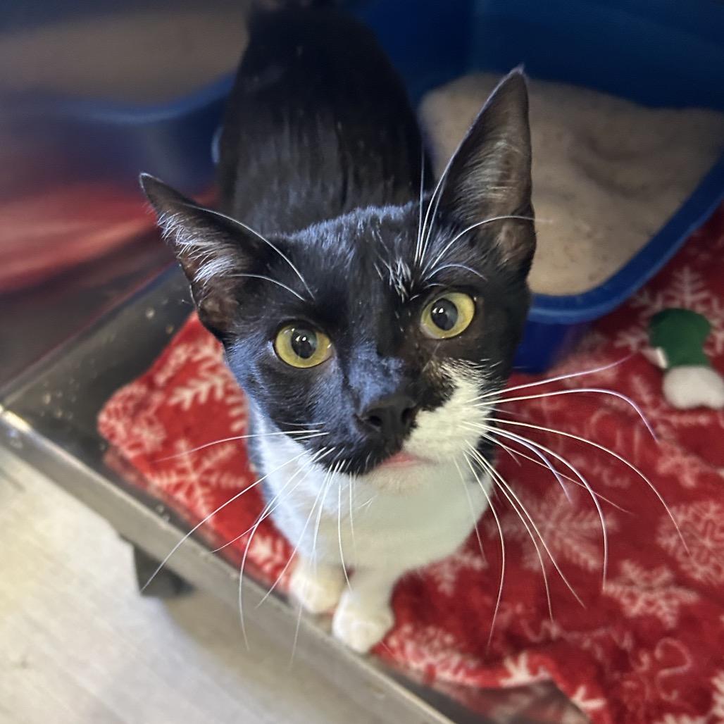 Enlarge Joann, a Adoptable Domestic Short Hair in Emporia, KS image 3/5