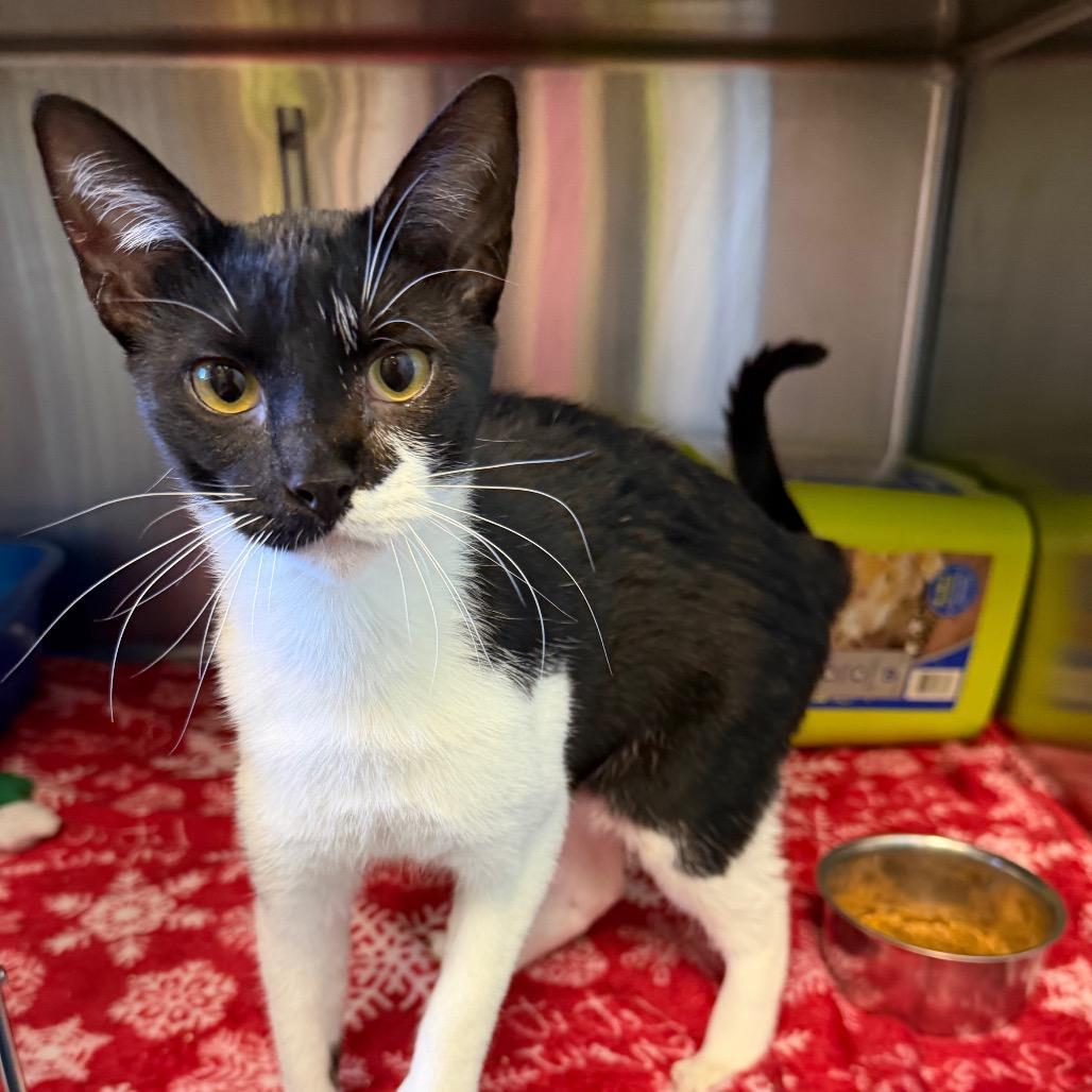 Enlarge Joann, a Adoptable Domestic Short Hair in Emporia, KS image 4/5