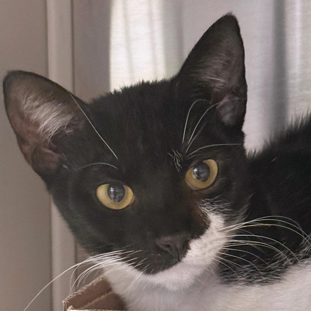 Enlarge Joann, a Adoptable Domestic Short Hair in Emporia, KS image 5/5