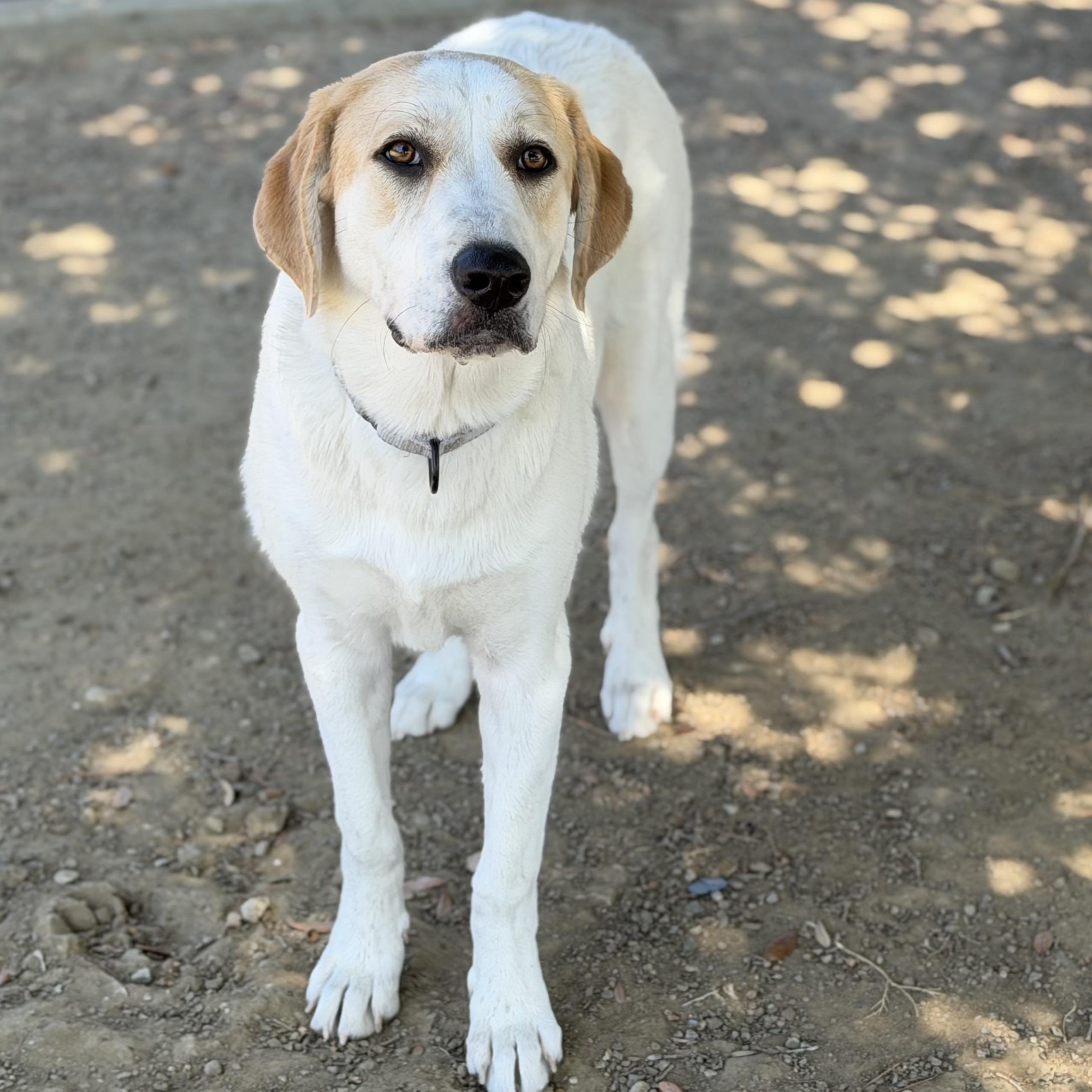 Enlarge Lady, a Adoptable mixed breed in MURRIETA, CA image 4/5