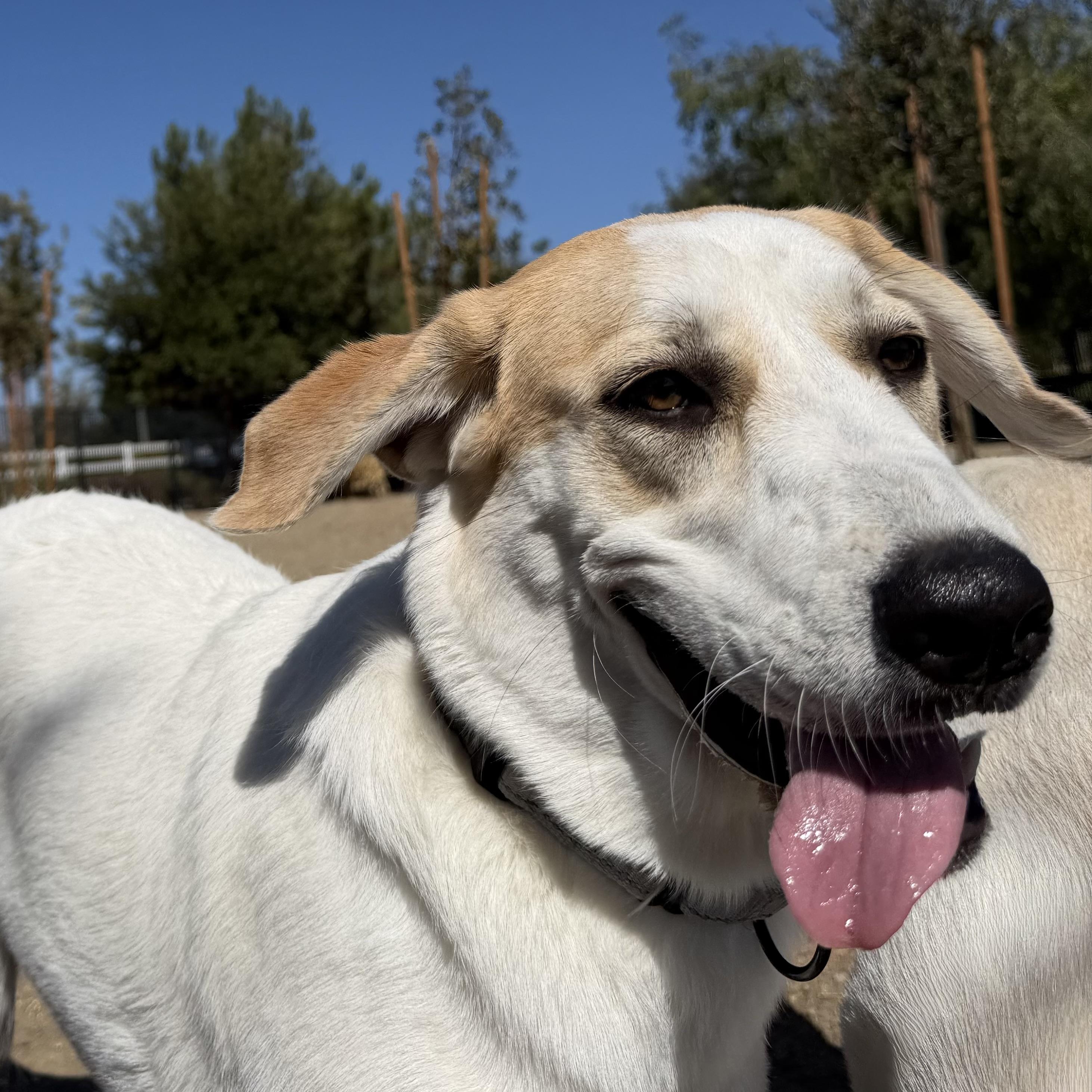 Enlarge Lady, a Adoptable mixed breed in MURRIETA, CA image 3/5