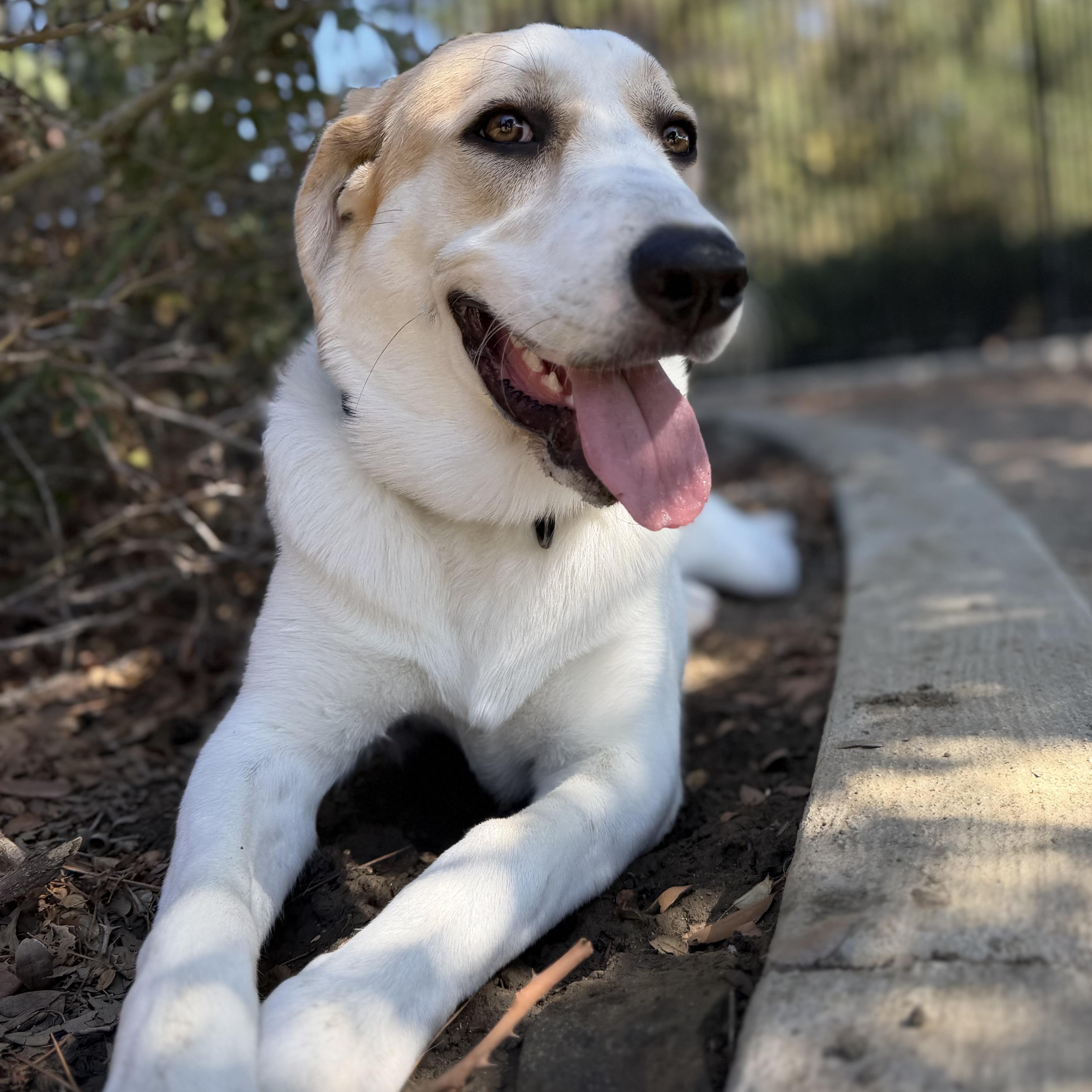 Enlarge Lady, a Adoptable mixed breed in MURRIETA, CA image 1/5