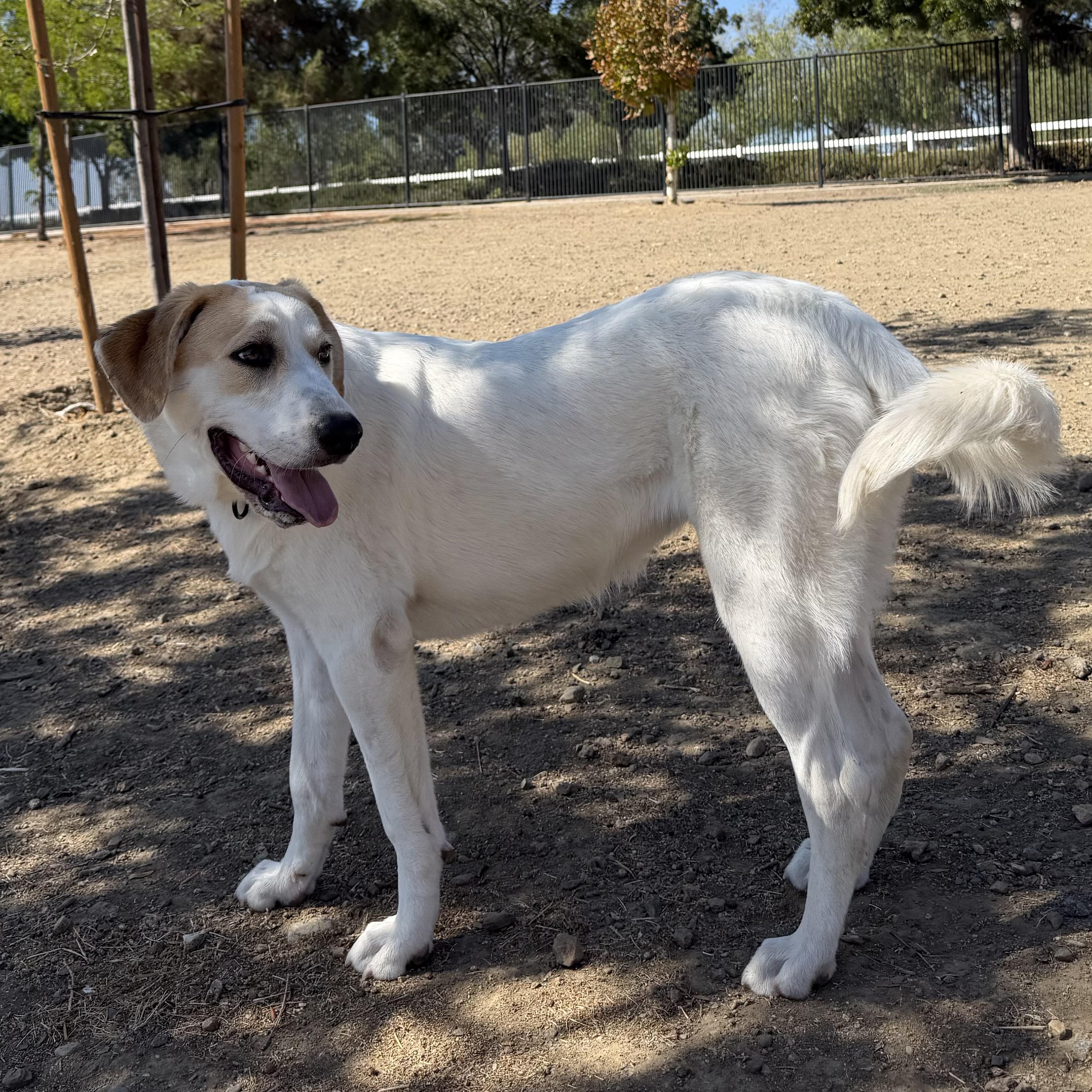 Enlarge Lady, a Adoptable mixed breed in MURRIETA, CA image 2/5