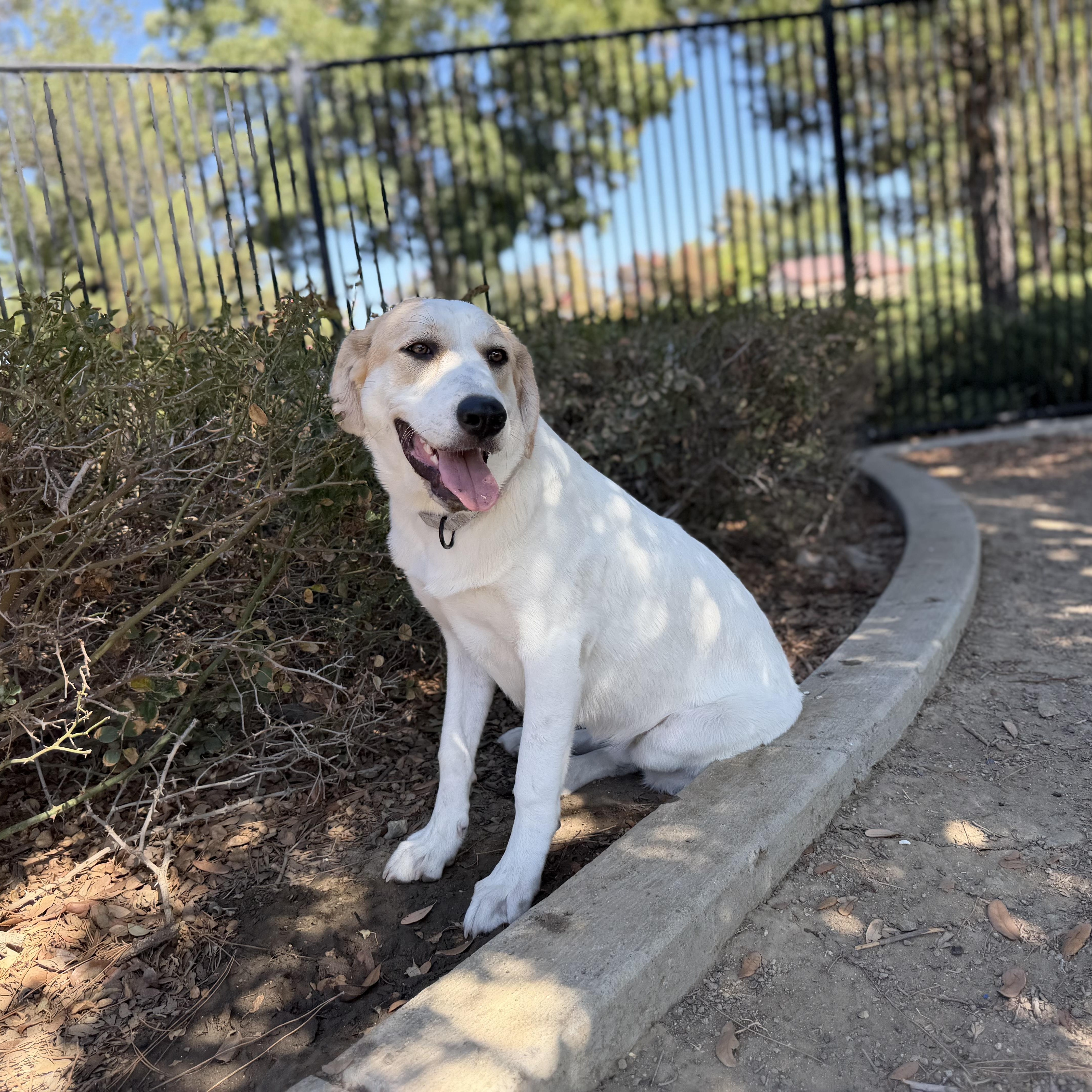 Enlarge Lady, a Adoptable mixed breed in MURRIETA, CA image 5/5