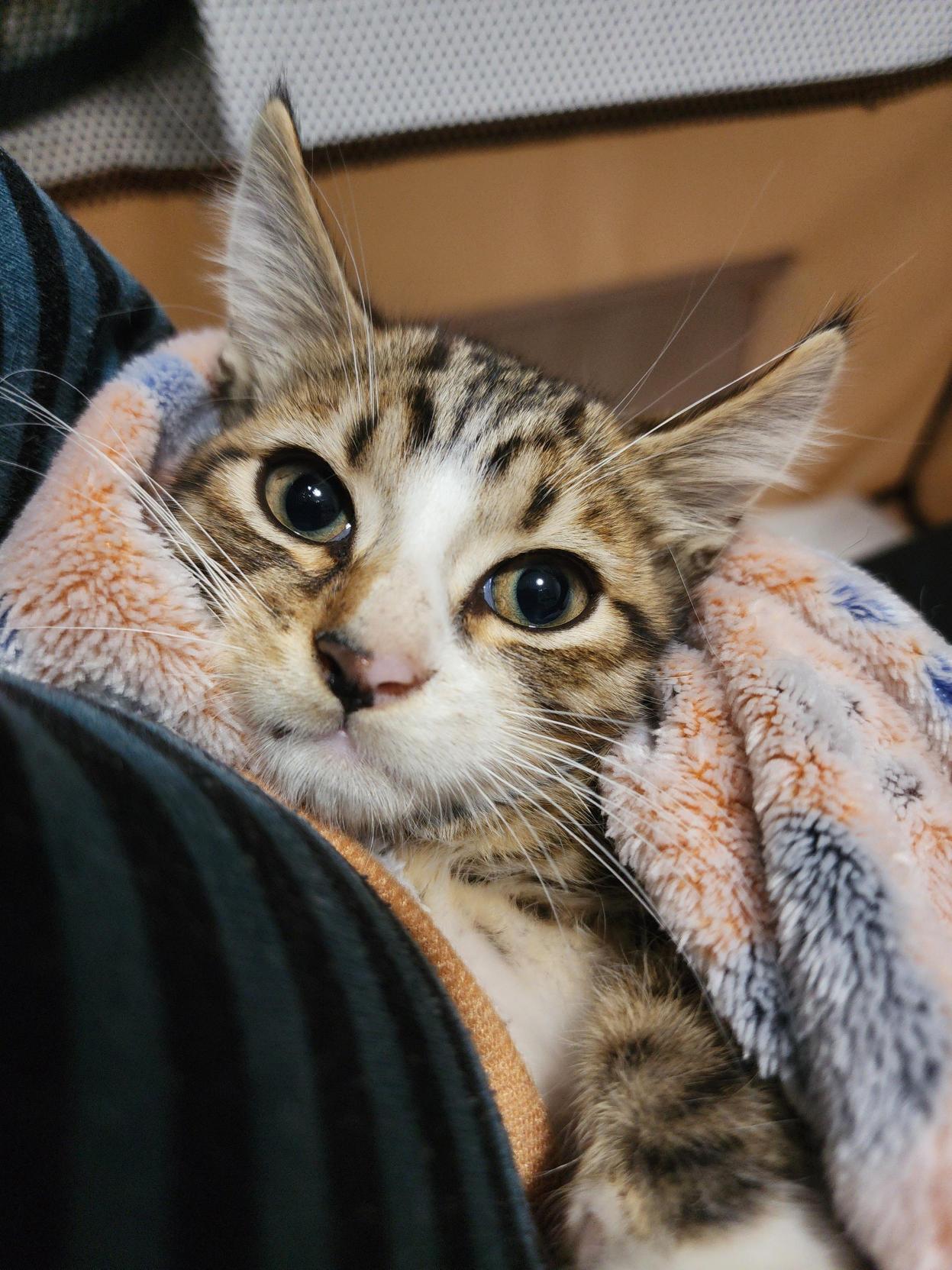 Darrell, an adoptable Domestic Short Hair in Bristol, TN_image-1