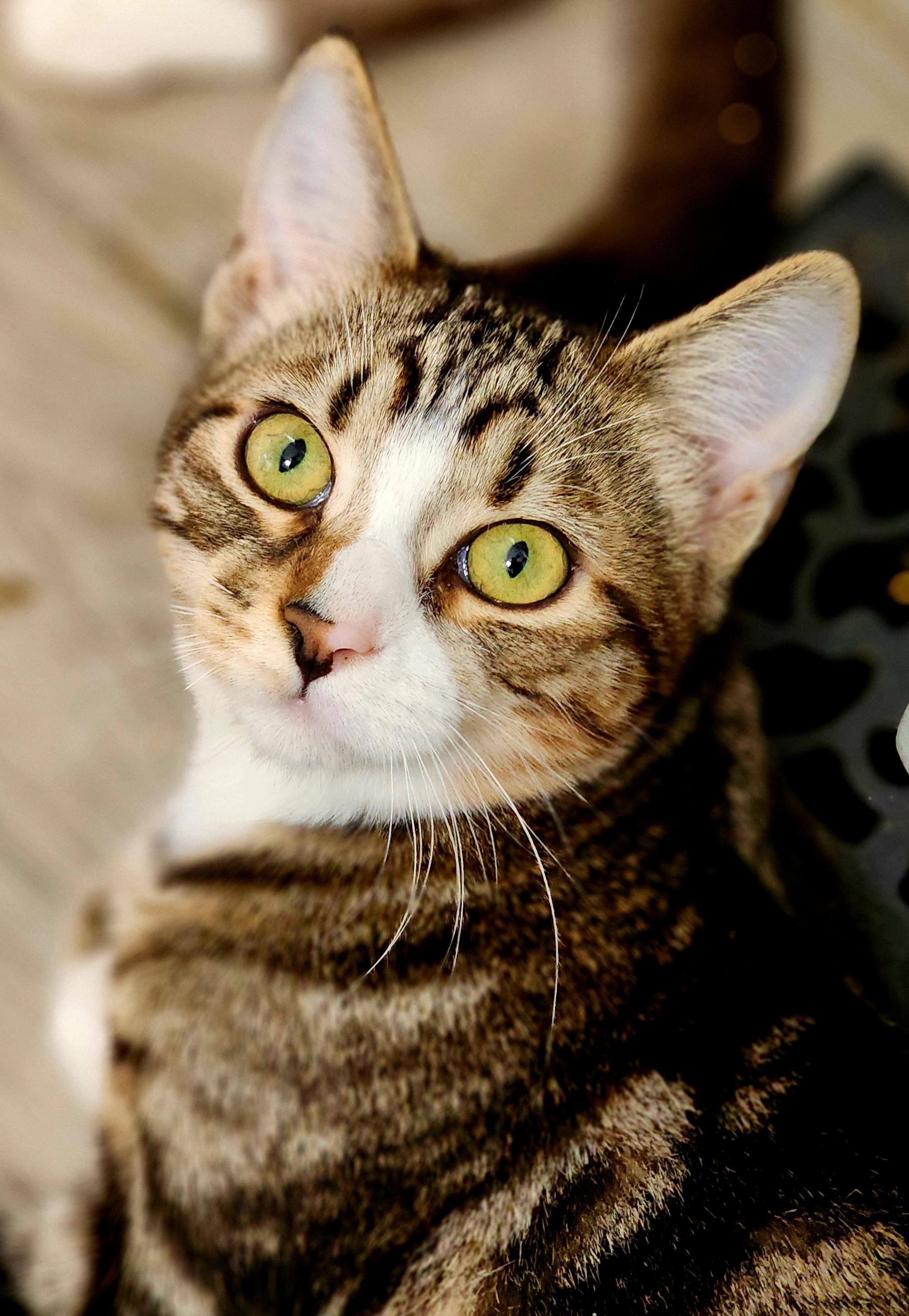 Enlarge Darrell, a Adoptable Domestic Short Hair in Bristol, TN image 2/2