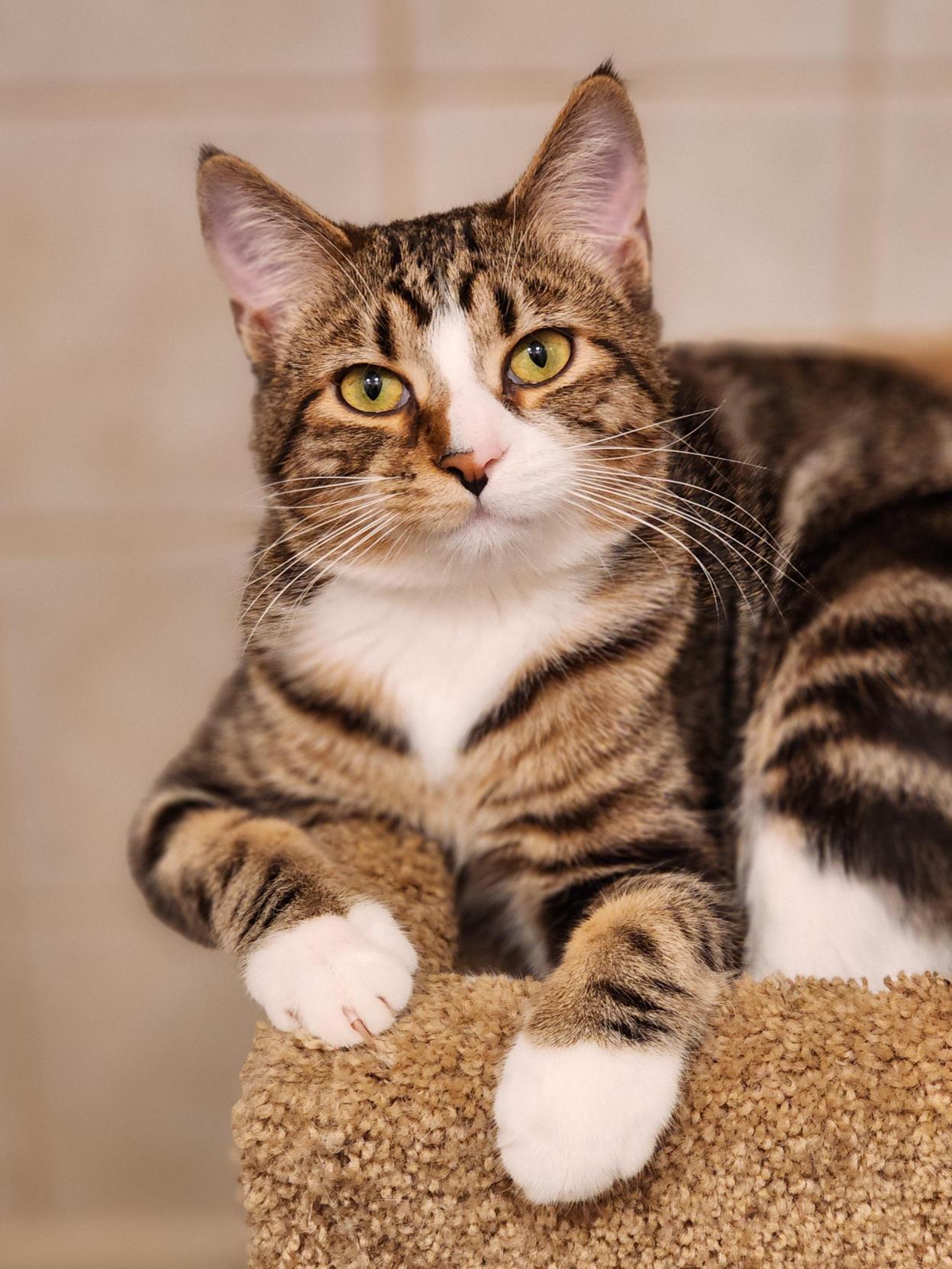 Enlarge Darrell, a Adoptable Domestic Short Hair in Bristol, TN image 1/2