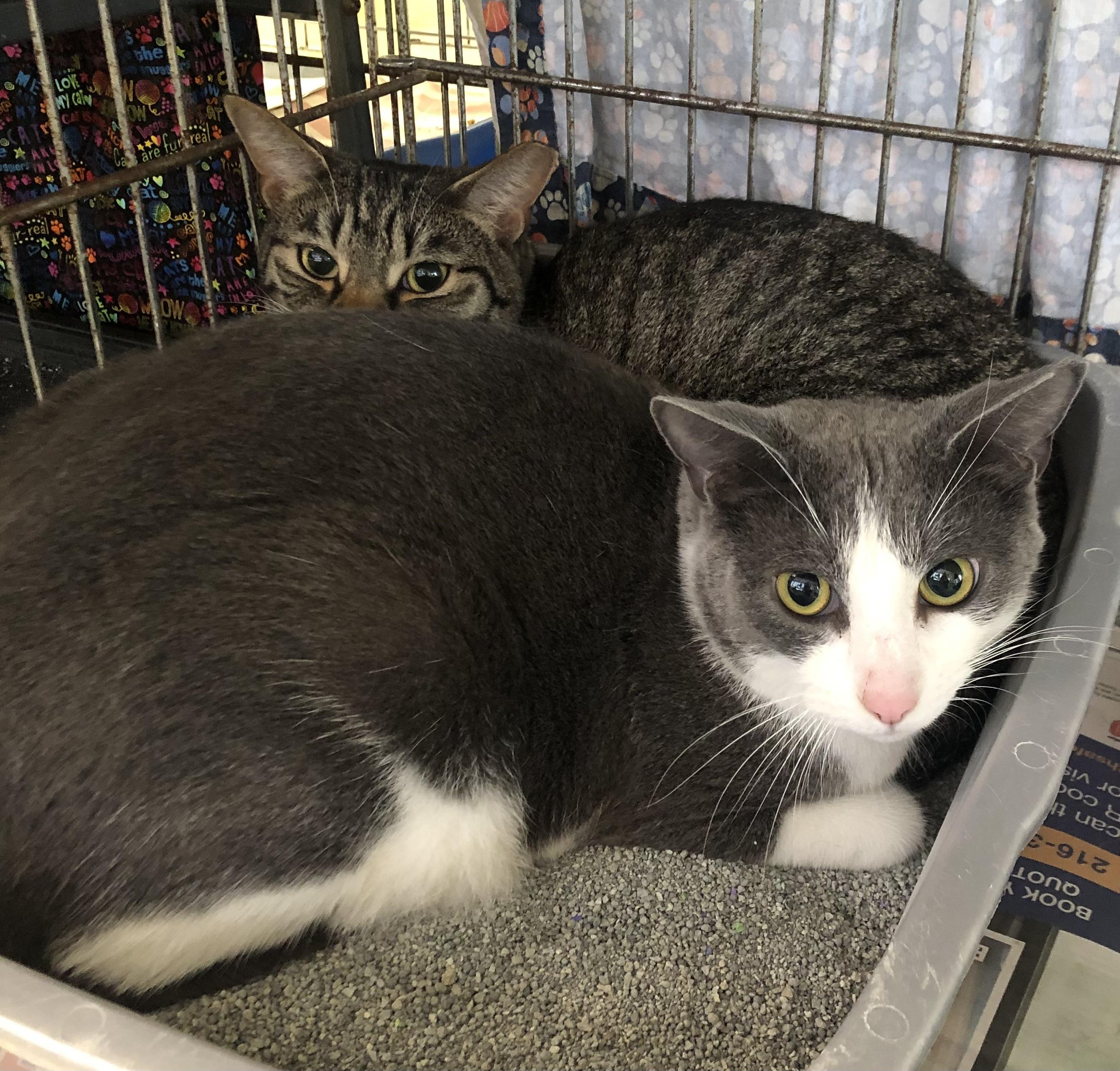 Rick & Morty, Adoptable, Young Male Domestic Short Hair.